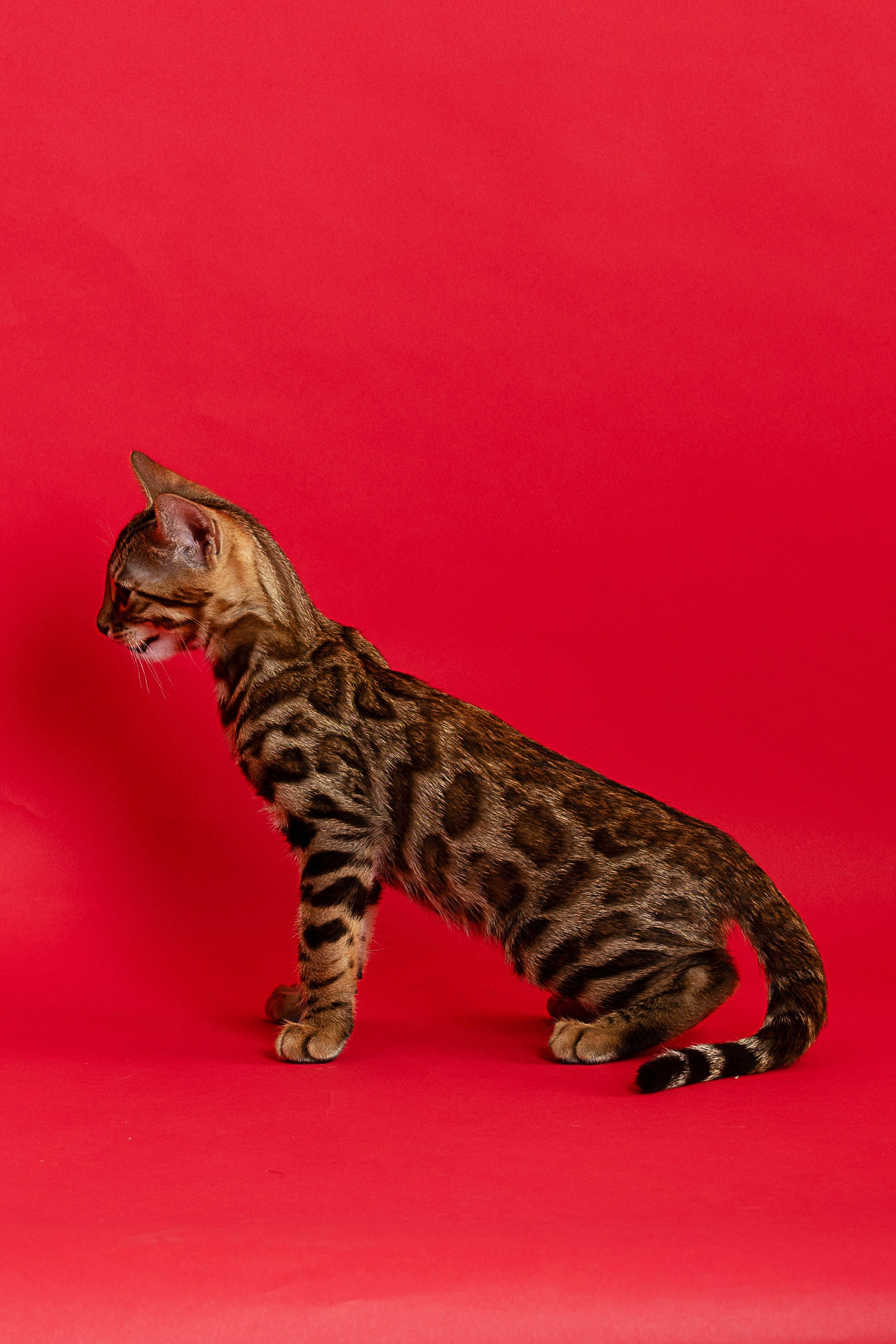 Съемка животных, фотосъемка животных для продажи, фотосъемка животных для объявлений, съемка животных для авито, съемка животных для выставки, съемка животных для каталога. Съемка собак, съемка кошек, съемка домашних животных, съемка домашних питомцев, фотосъемка щенков, фотосъемка котят