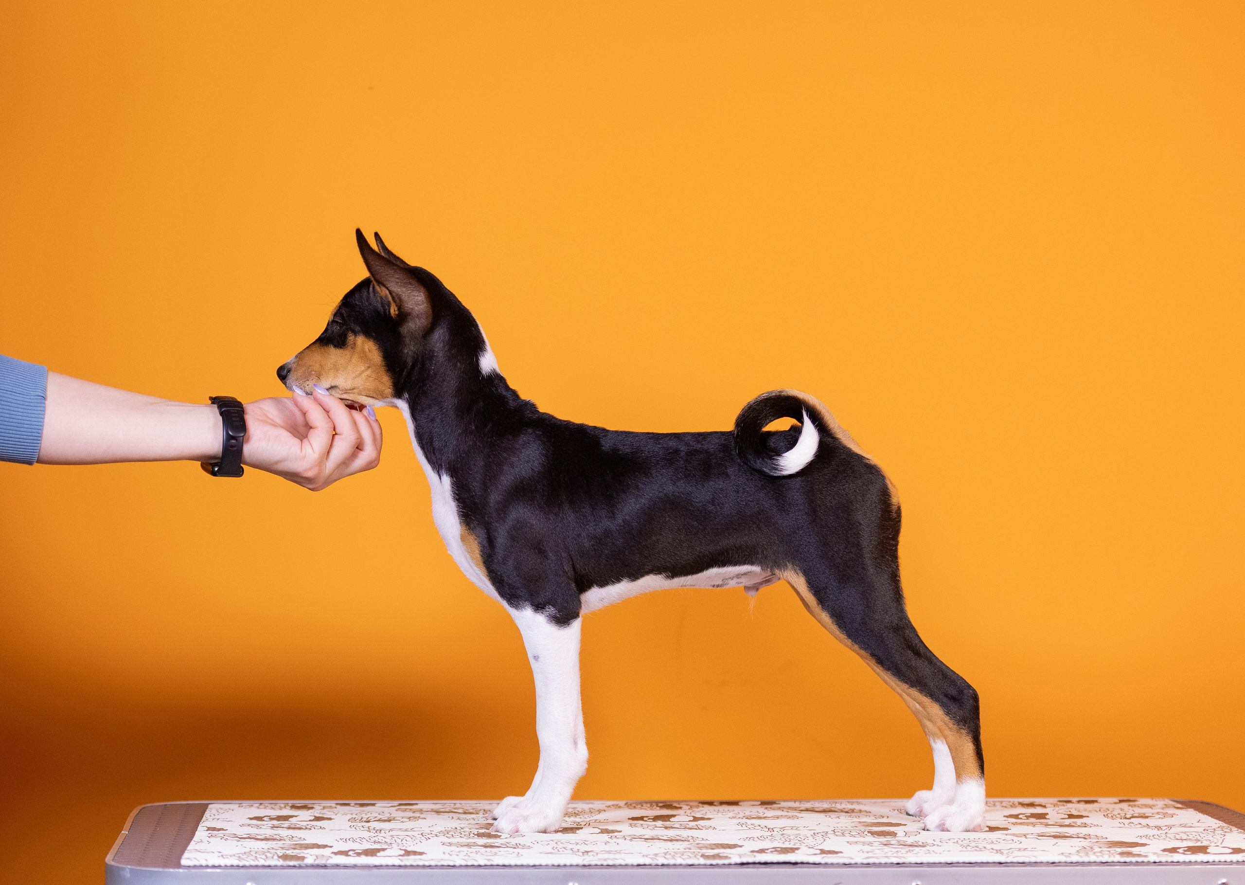 Басенджи. Фотограф — анималист Татьяна Ли