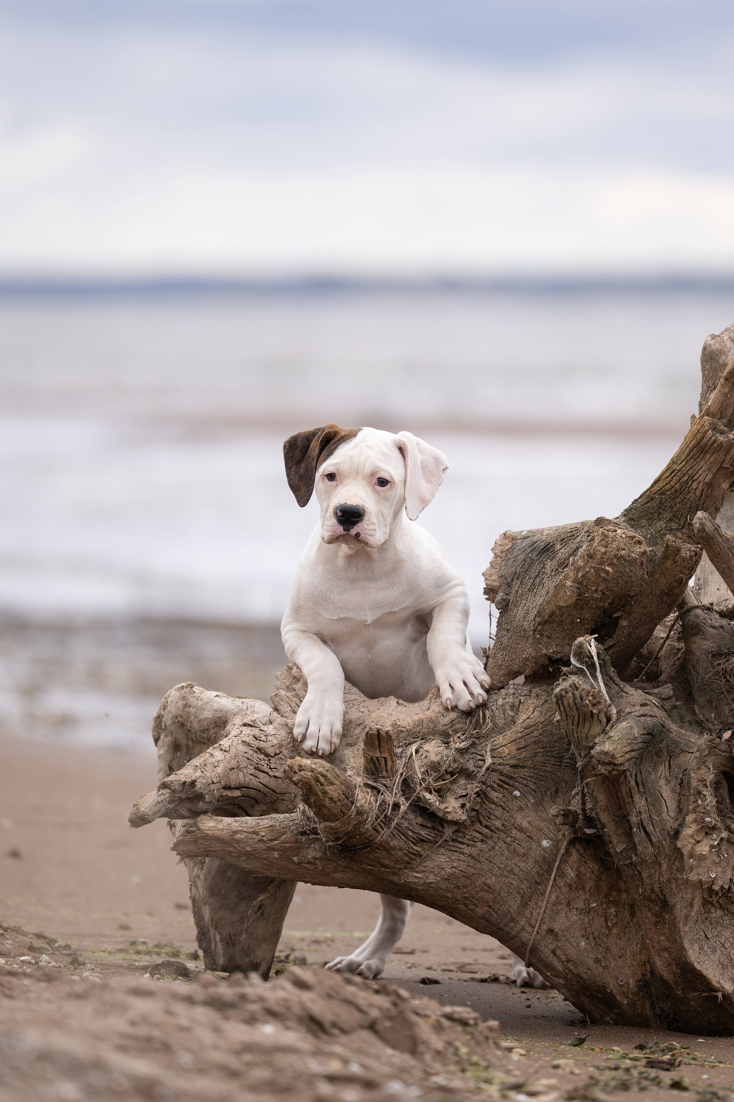 Щенки и котята на улице. Фотограф анималист в Казани Алина Сулейманова. Фотограф животных