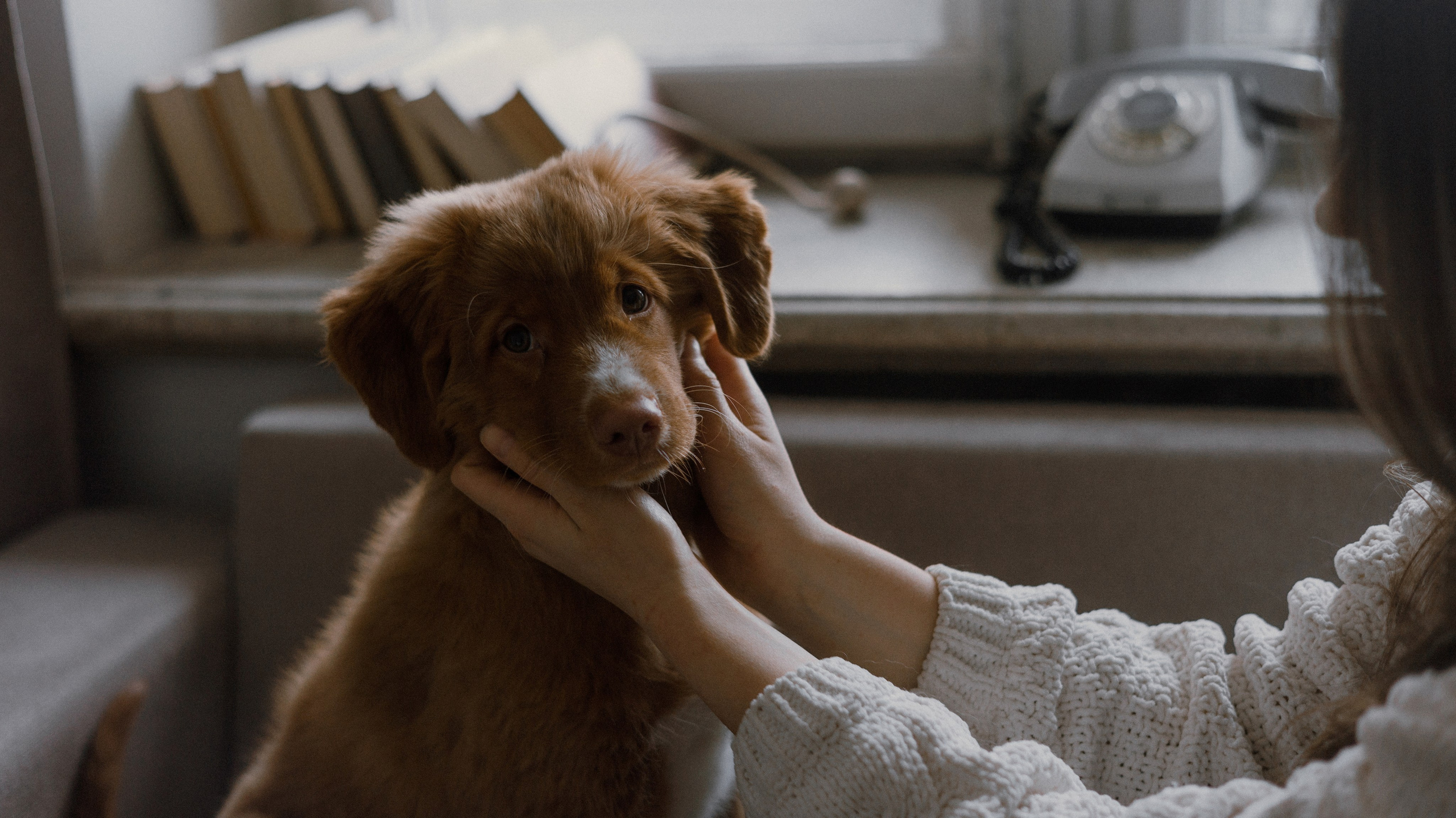 Маша, Одди и Нэвил. Фотограф-анималист Богданова Полина