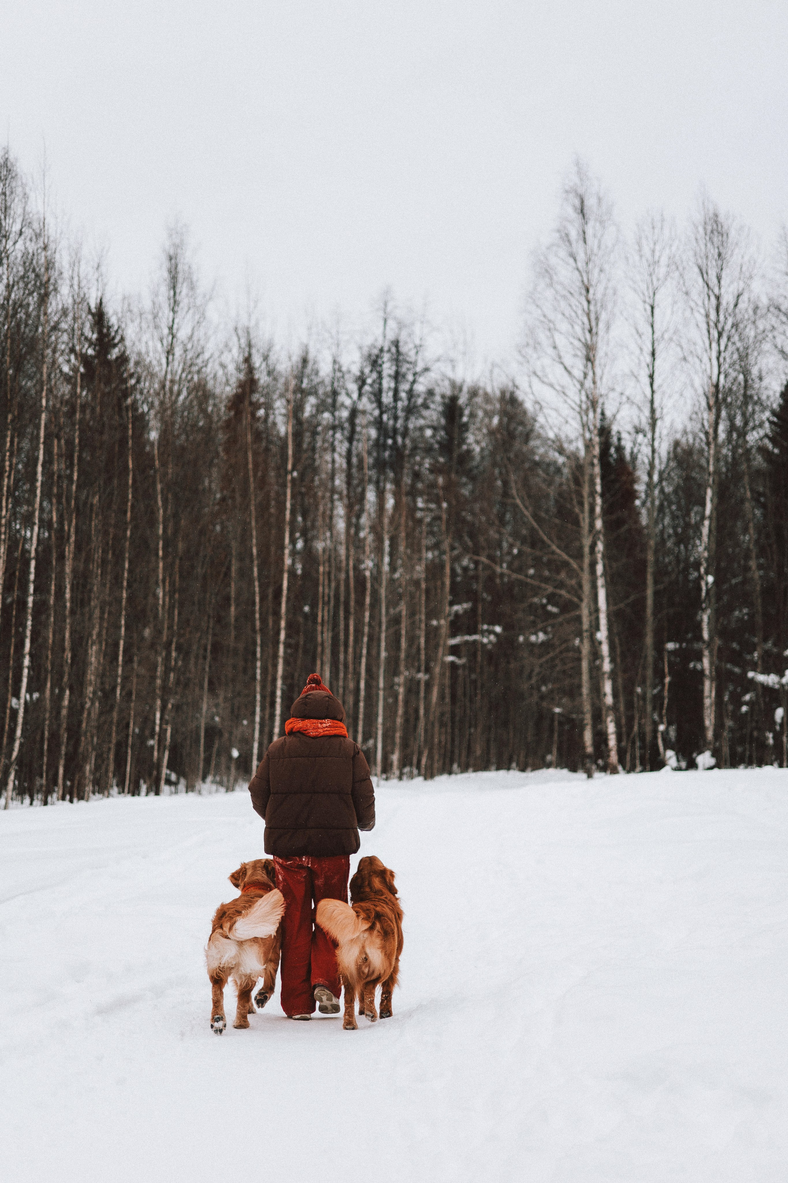 Саша, Юля, Грэй и Джой. Фотограф-анималист Богданова Полина