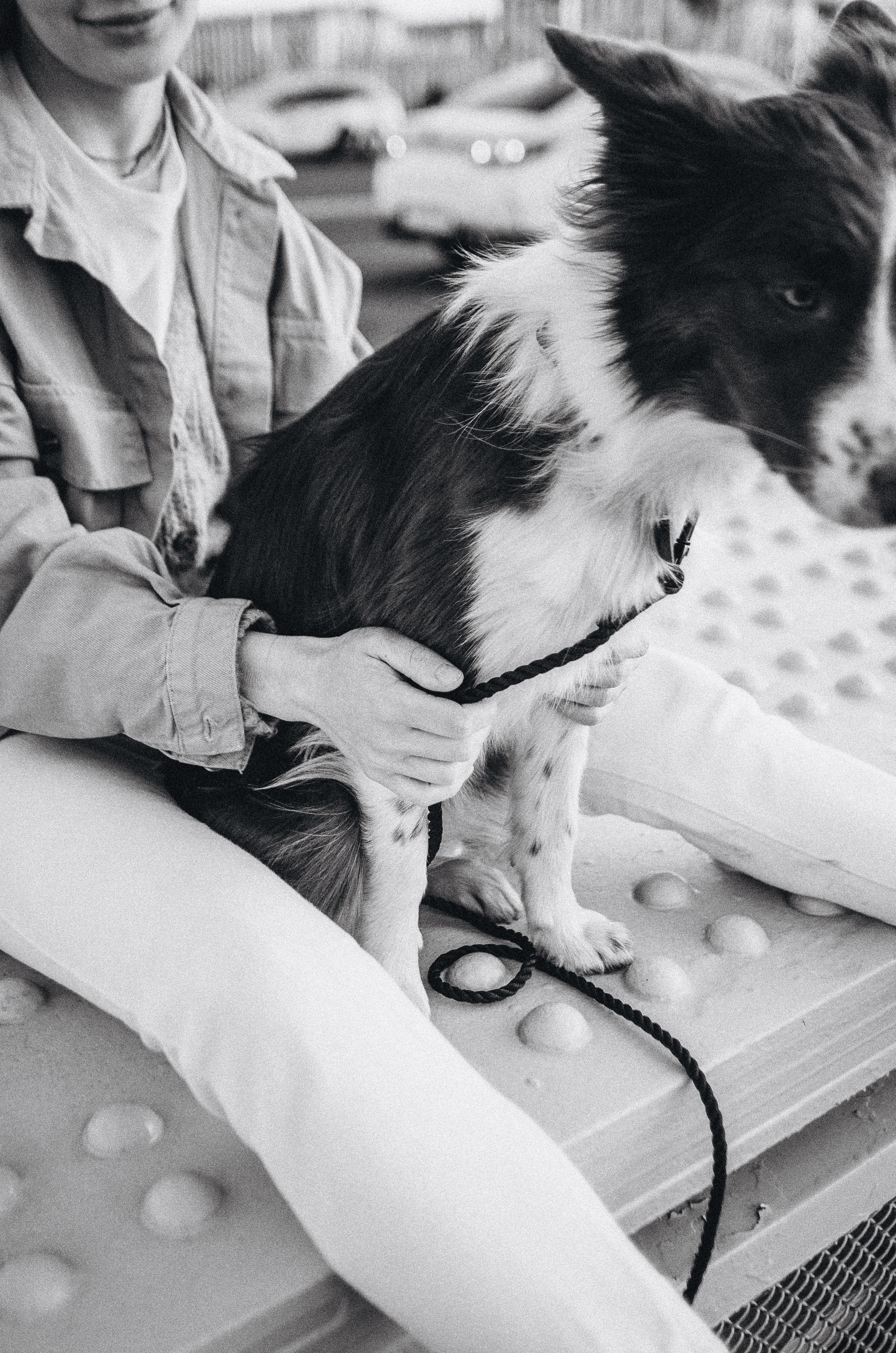 Лиза и Эни. Фотограф-анималист Богданова Полина