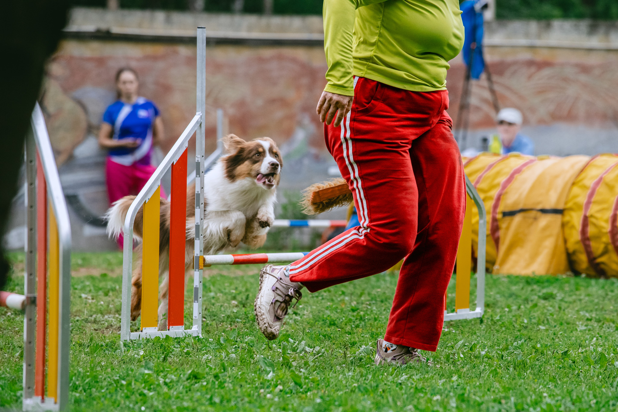 Соревнования по аджилити Долгопрудный 30.06.2025. Фотограф-анималист Татьяна Степанова