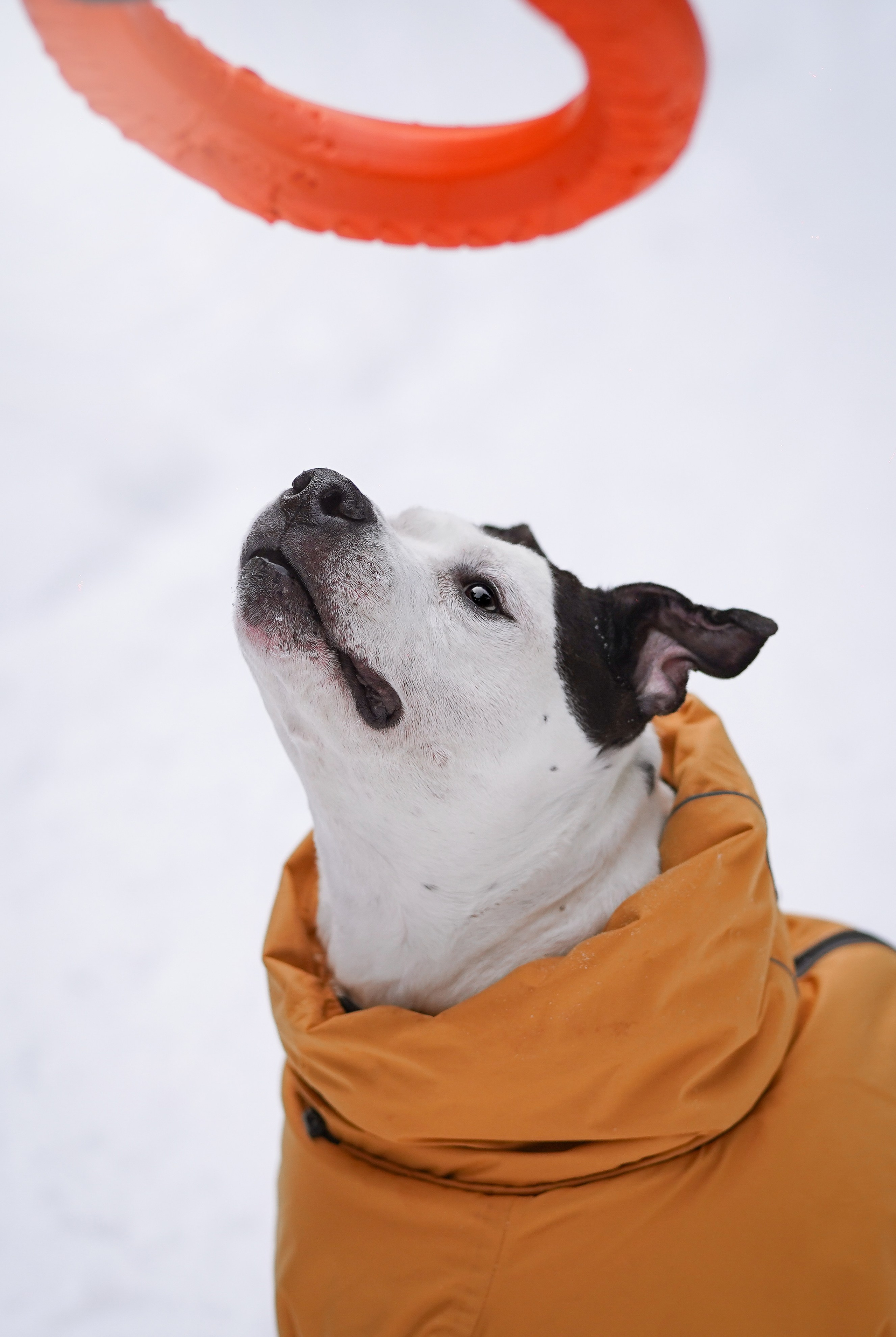 Маша Женя и Фиона. Фотограф-анималист в Санкт-Петербурге Яна Мартынова