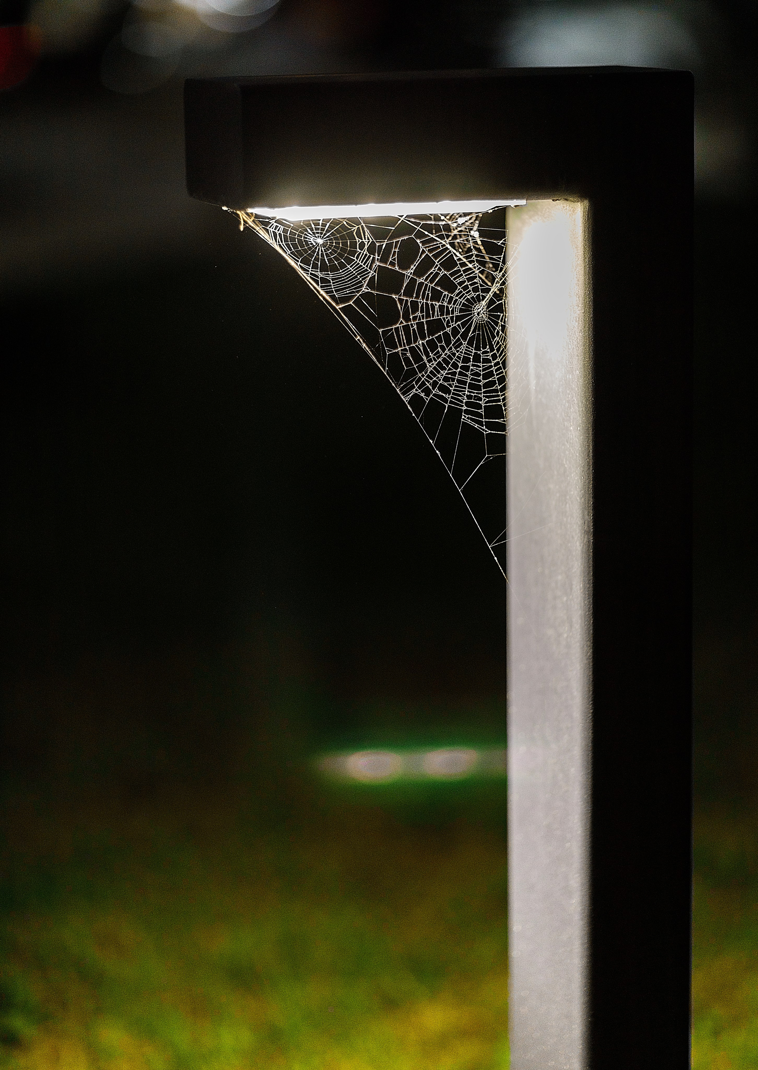 Проект «366»|2024|Фото каждый день. LENA GRACE photographer ||ЛЕНА ГРЭЙС фотограф