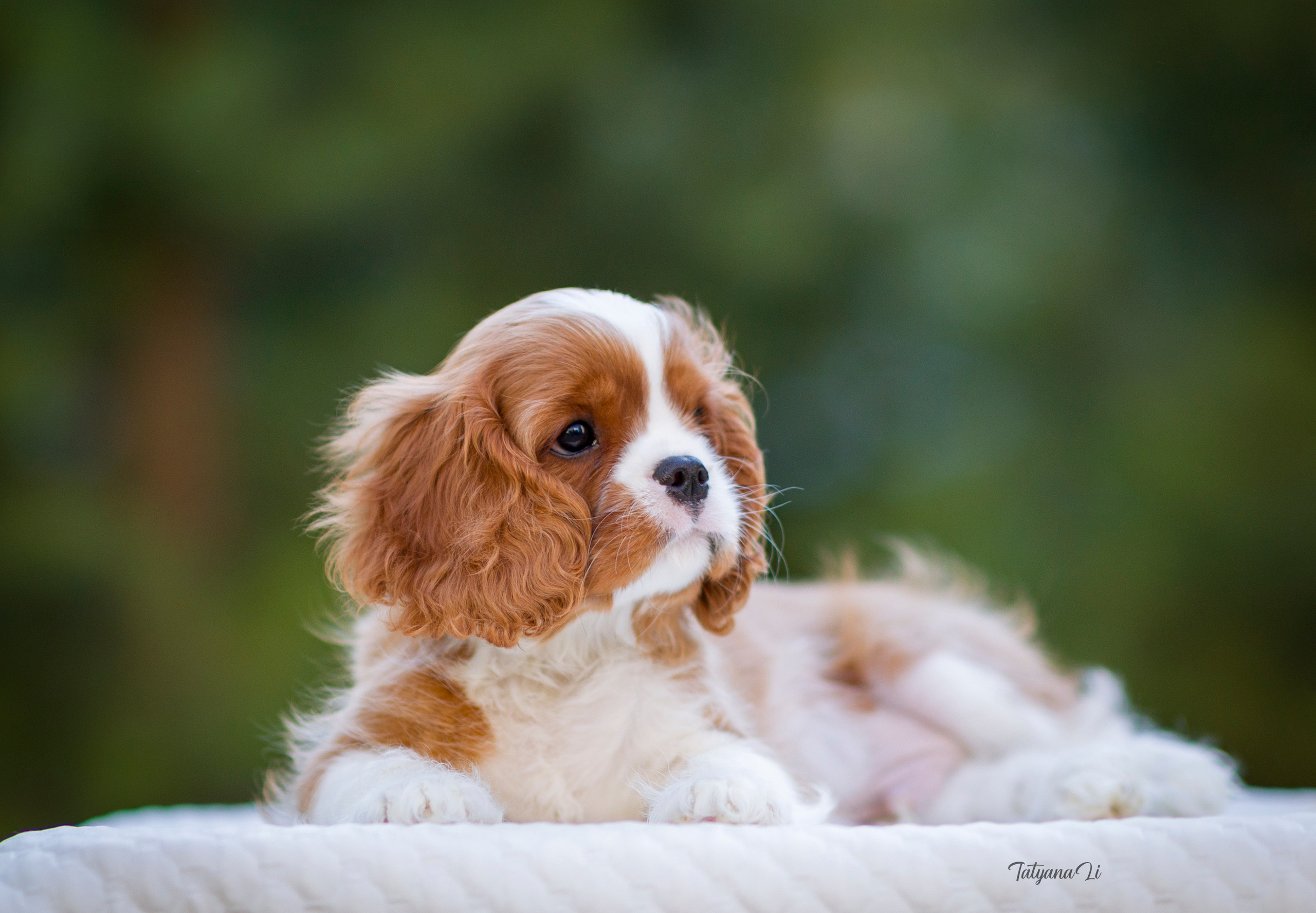 Кавалер-Кинг-Чарльз-Спаниель. Фотограф — анималист Татьяна Ли