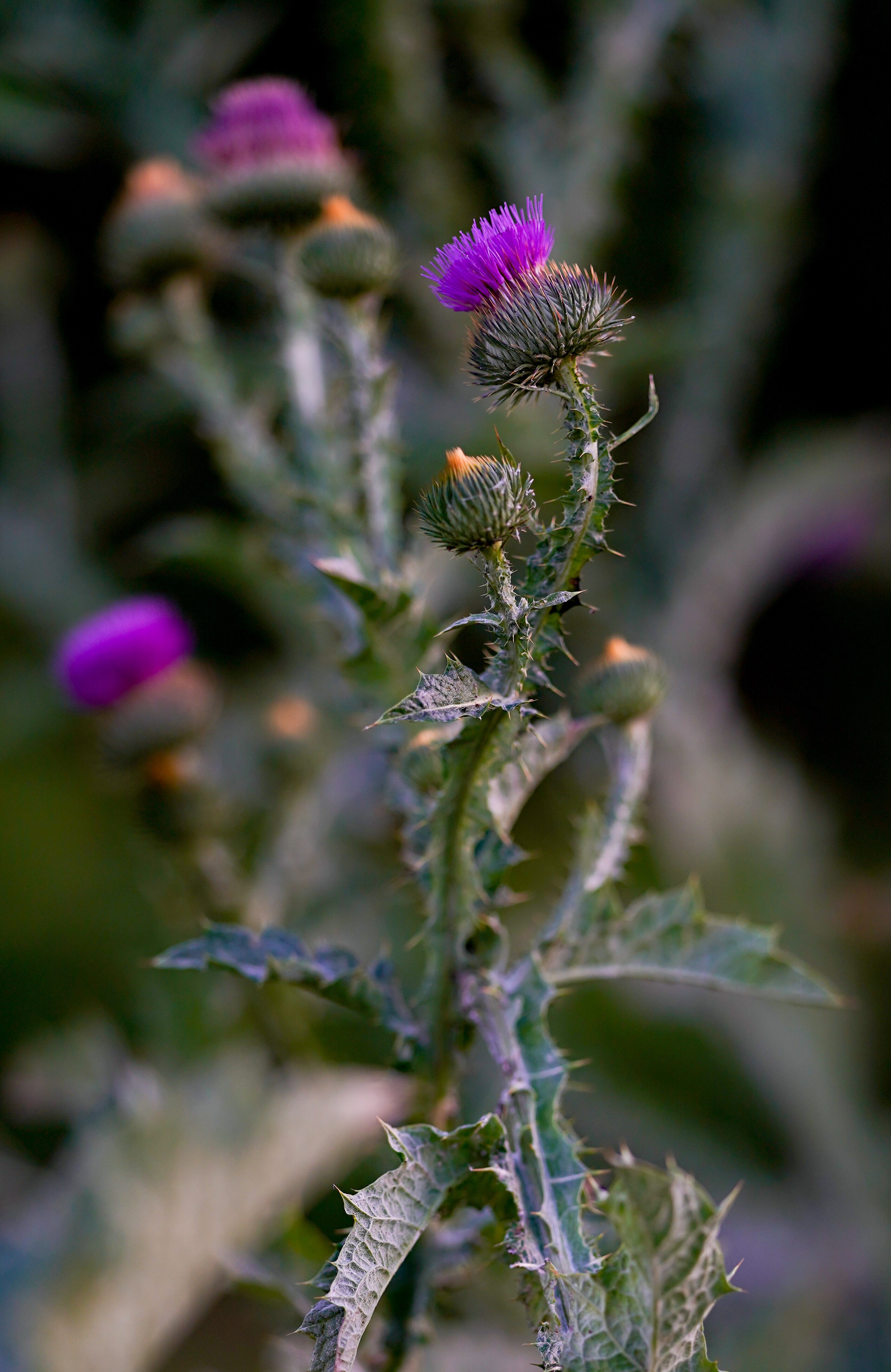 Природа. Фотограф в Москве Мария ~Zagagul~