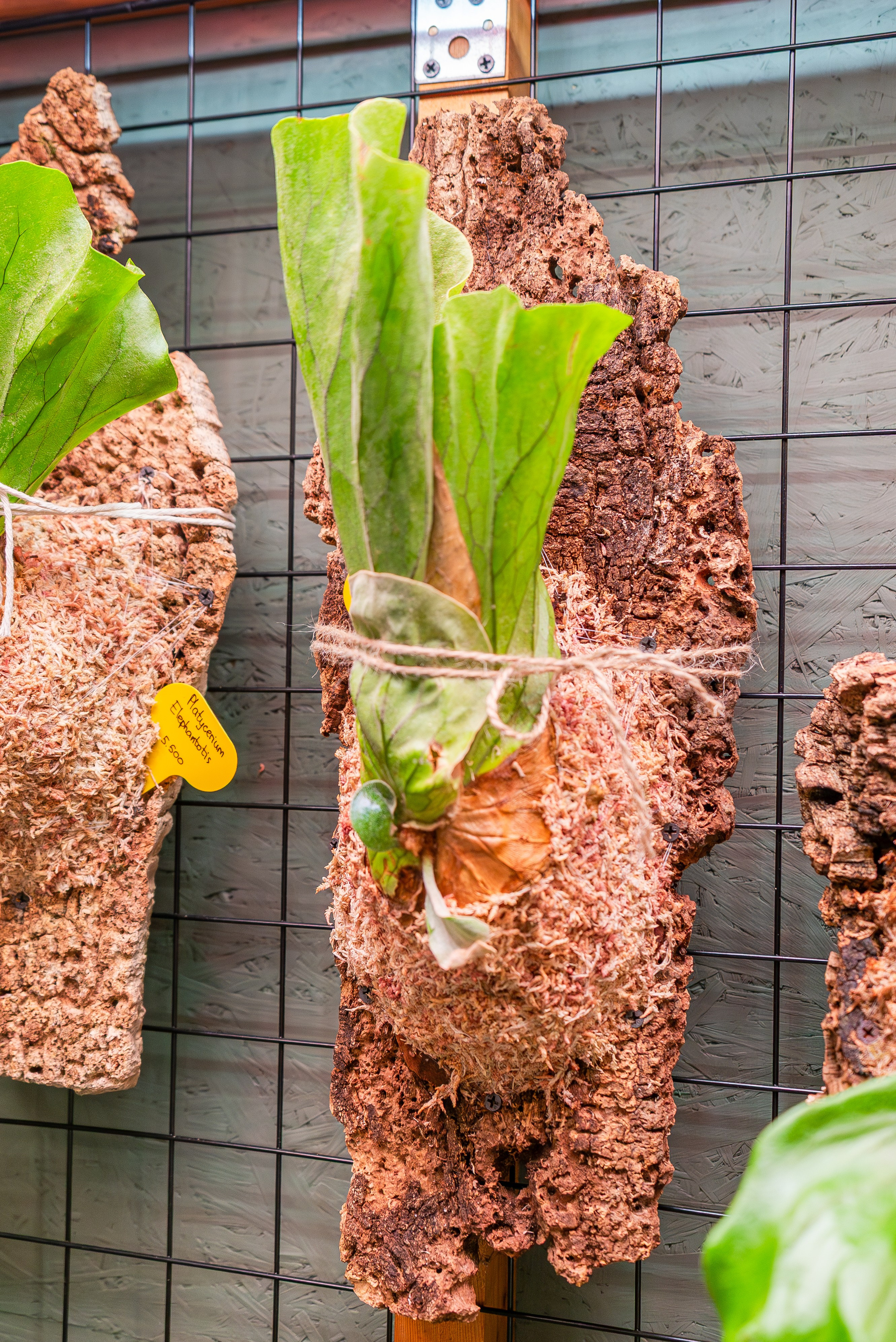 Make more plants. Александра Куликова фотограф, Москва