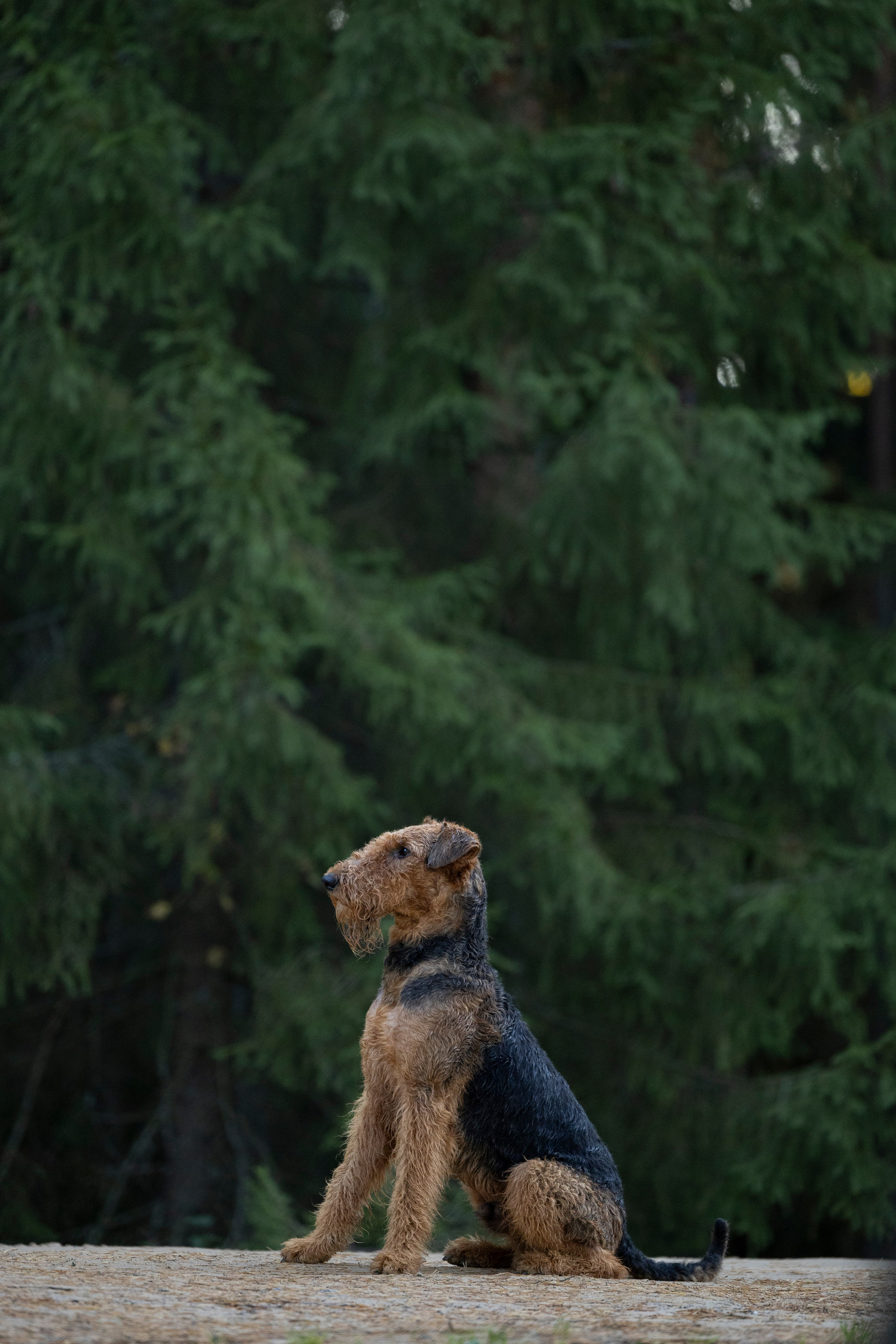 Харди. Фотограф-анималист Анна Маринич