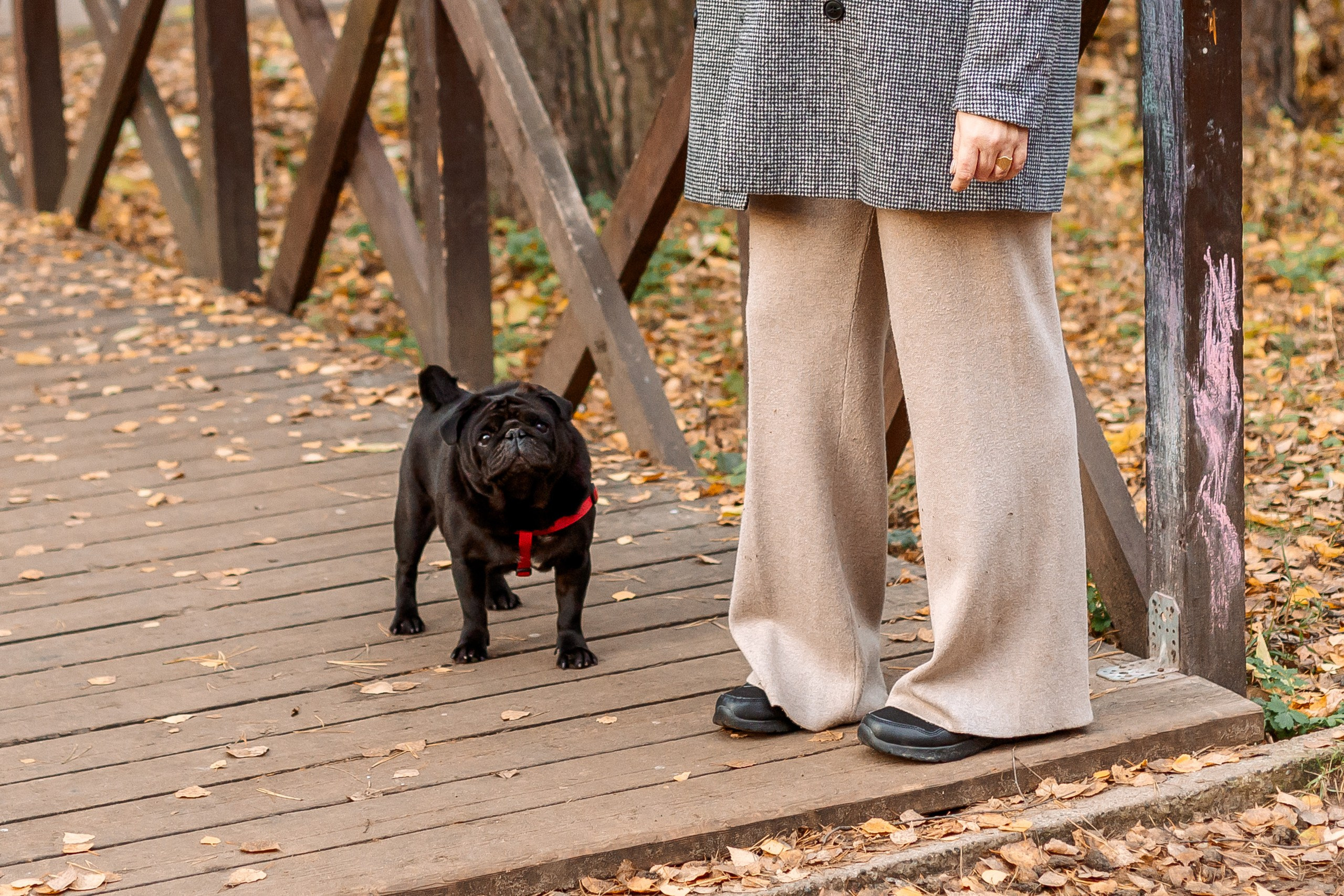 любимый питомец