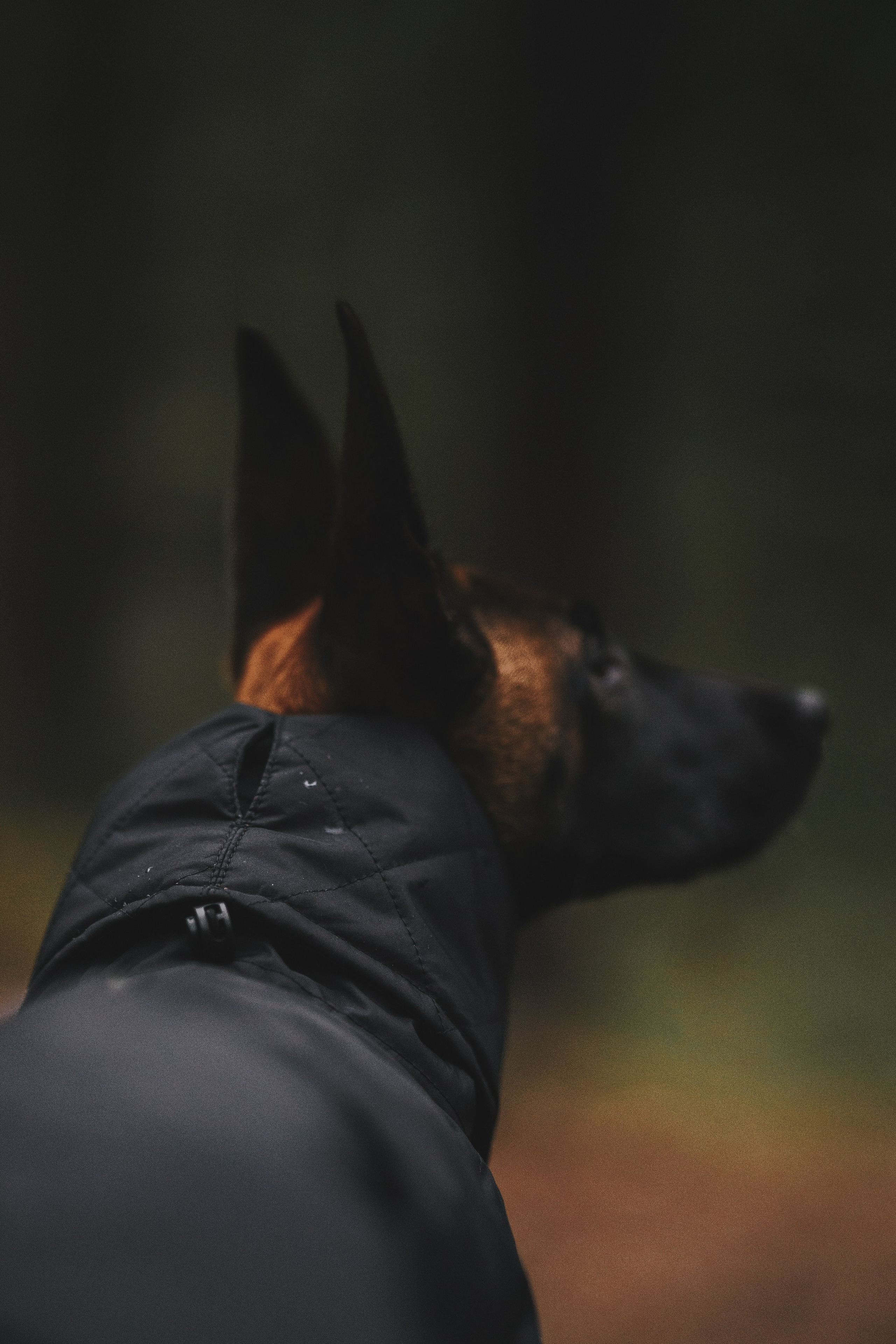 Одежда для собак Bravehound. Фотограф анималист Осипчикова Мария