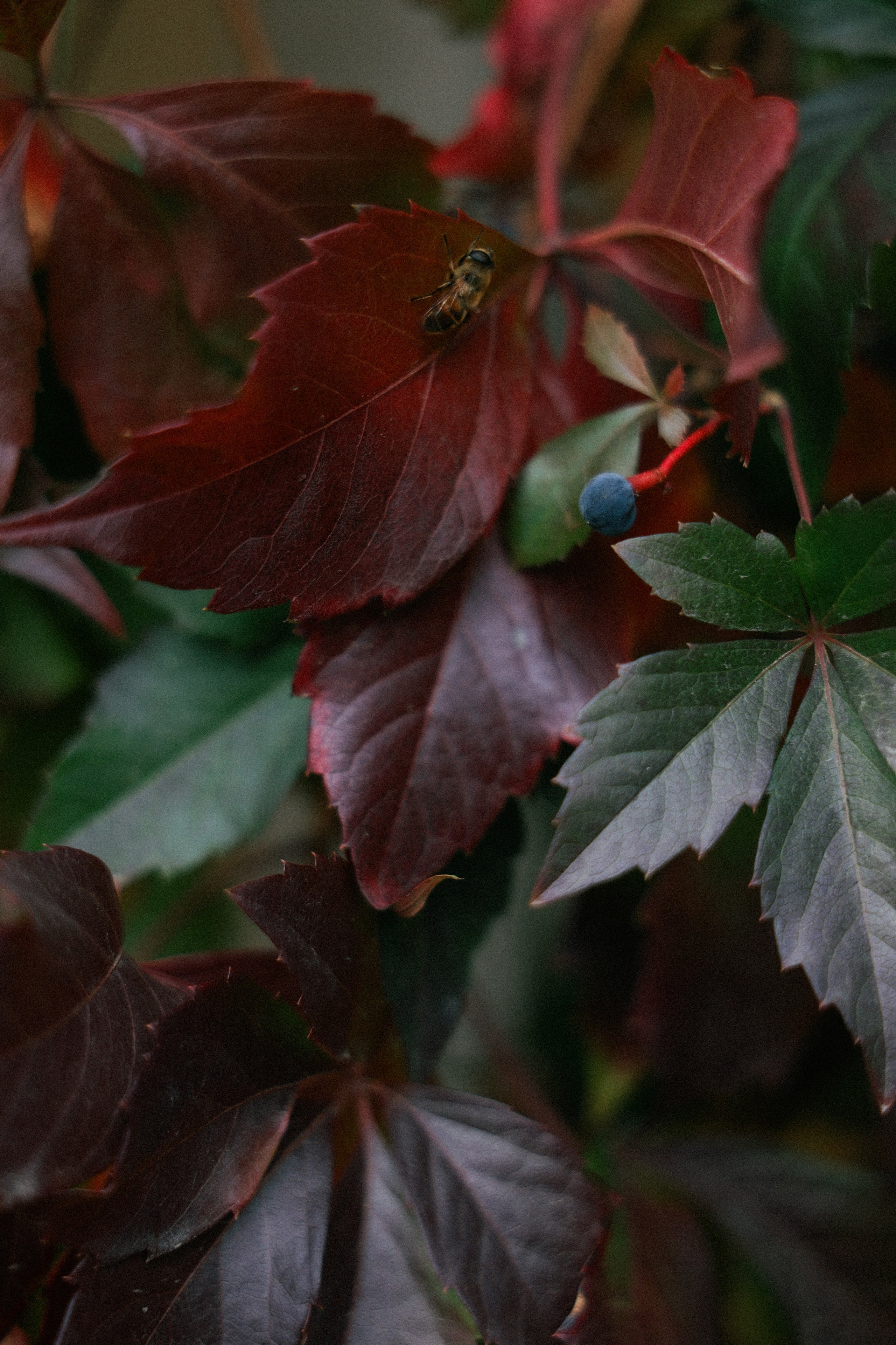 Ира и Дима. Фотограф НатаФото (Наталья Яковенко) Дмитров Москва Питер