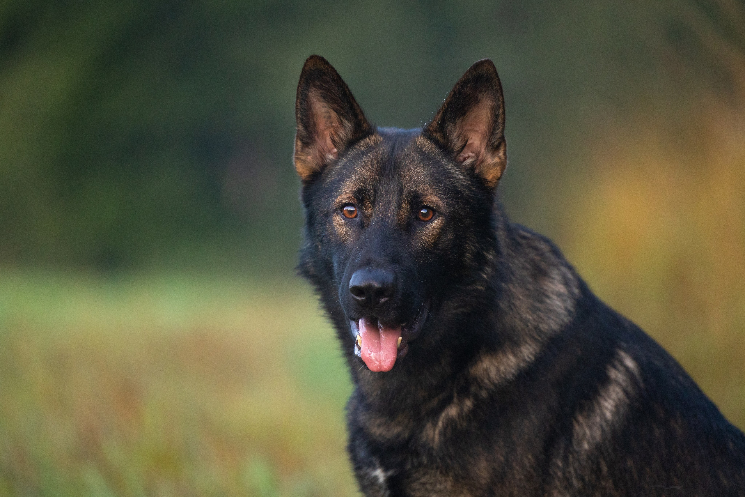 Немецкие овчарки Кетчер и Роскошь. Фотограф-анималист Natalia Deingel | Фотосъемка собак в Москве
