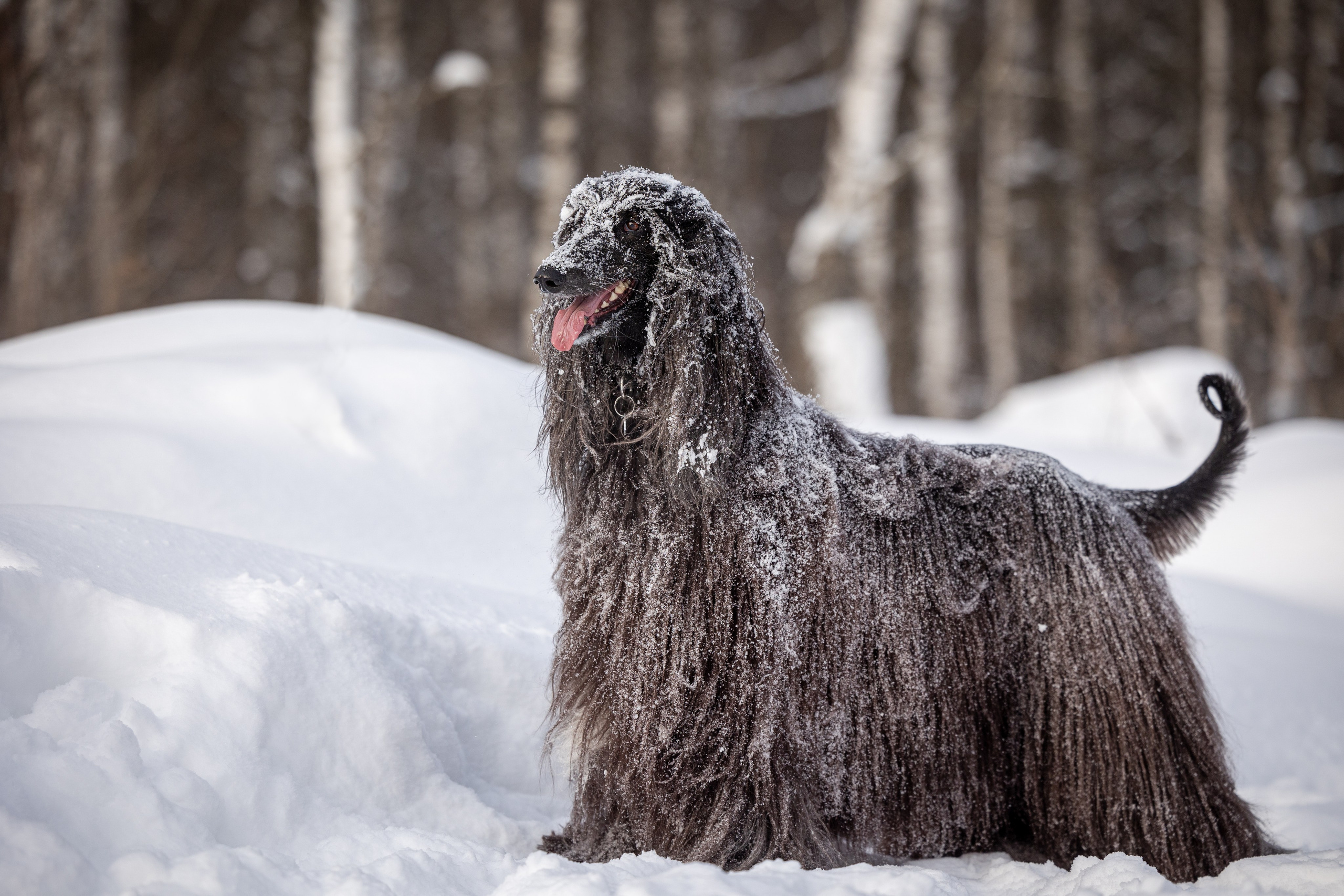 Игры афганов в снегу. Фотограф-анималист Natalia Deingel | Фотосъемка собак в Москве