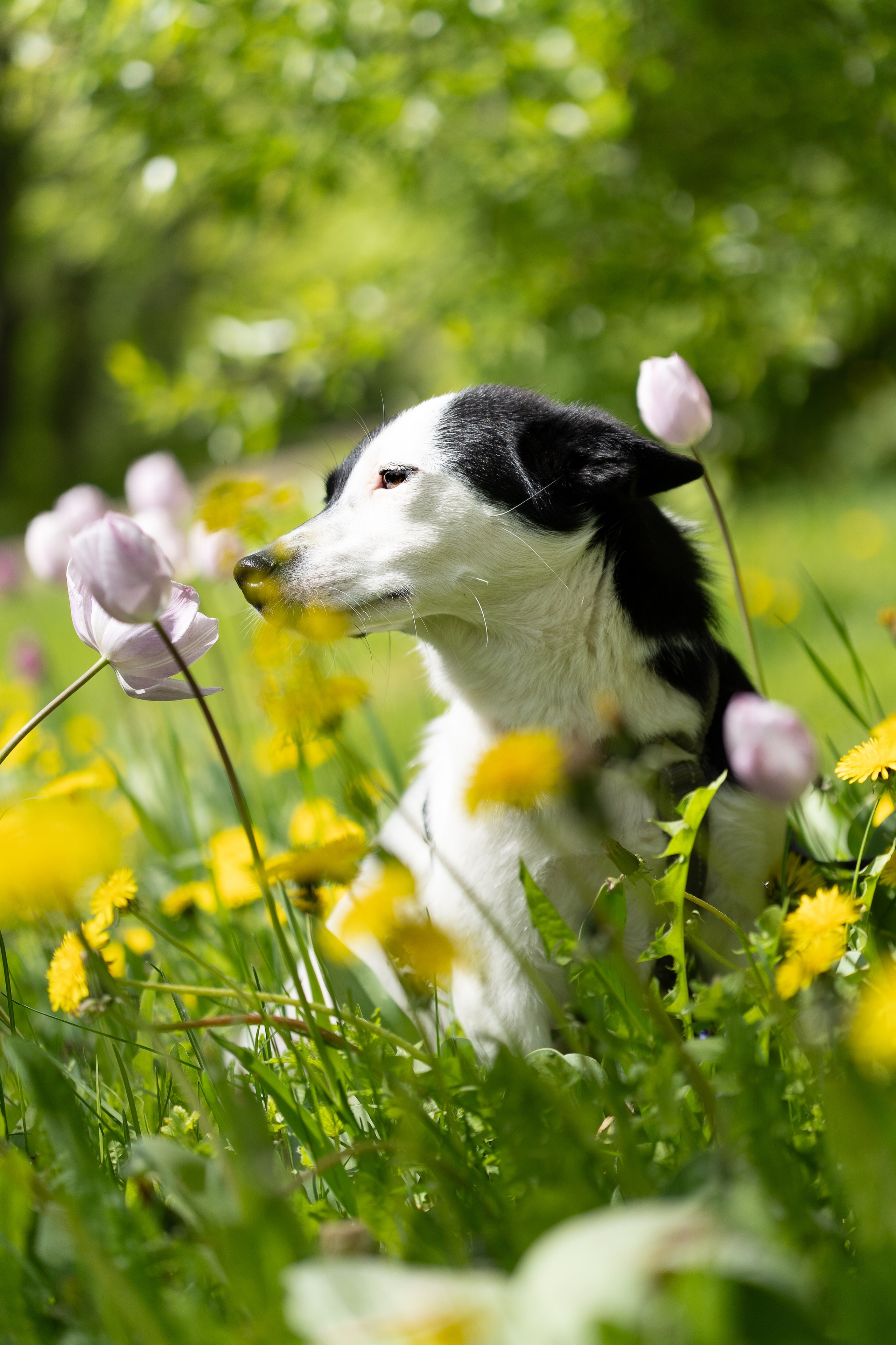 Animals. Arseny Sapelkin