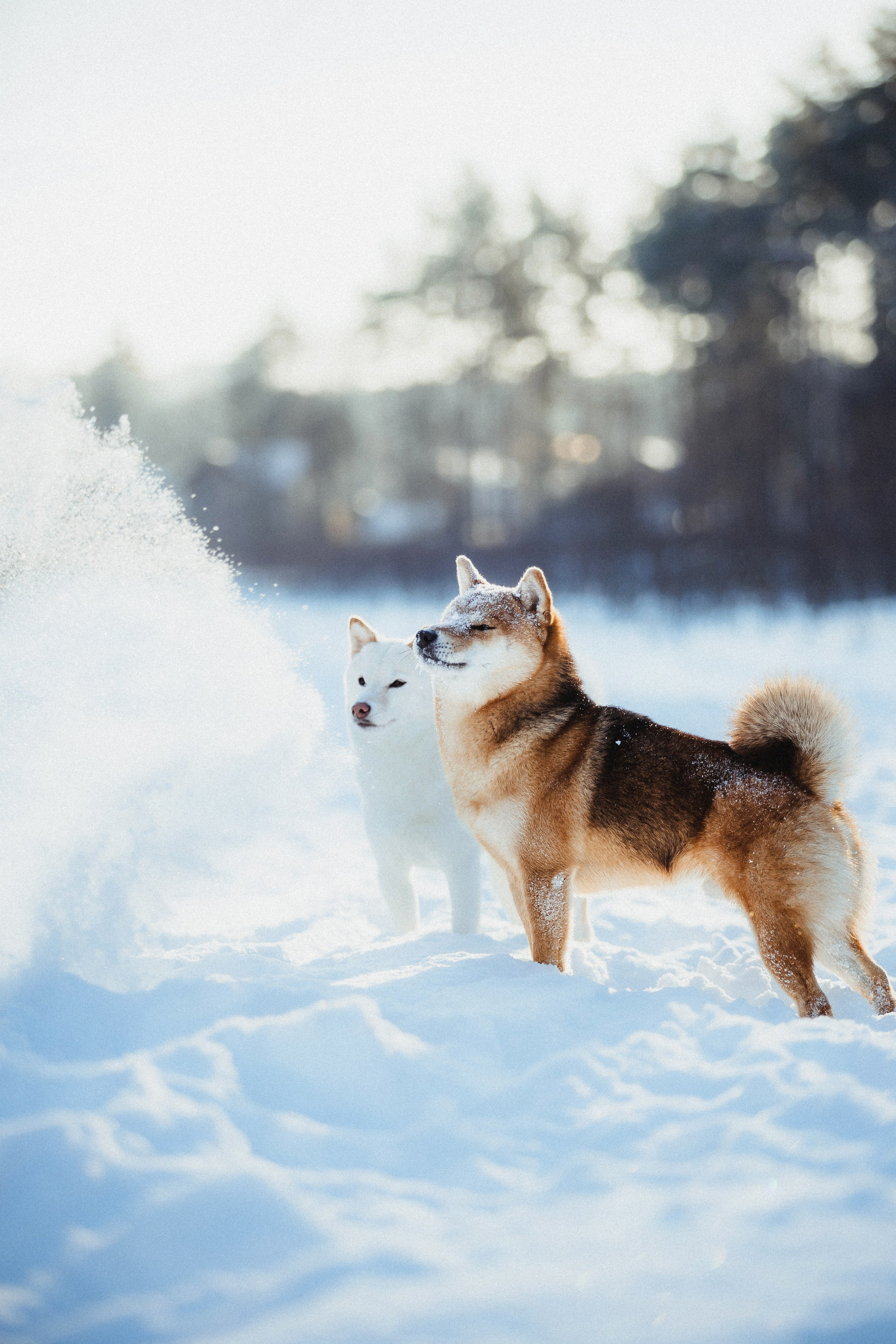 Шед, Цири и Ира