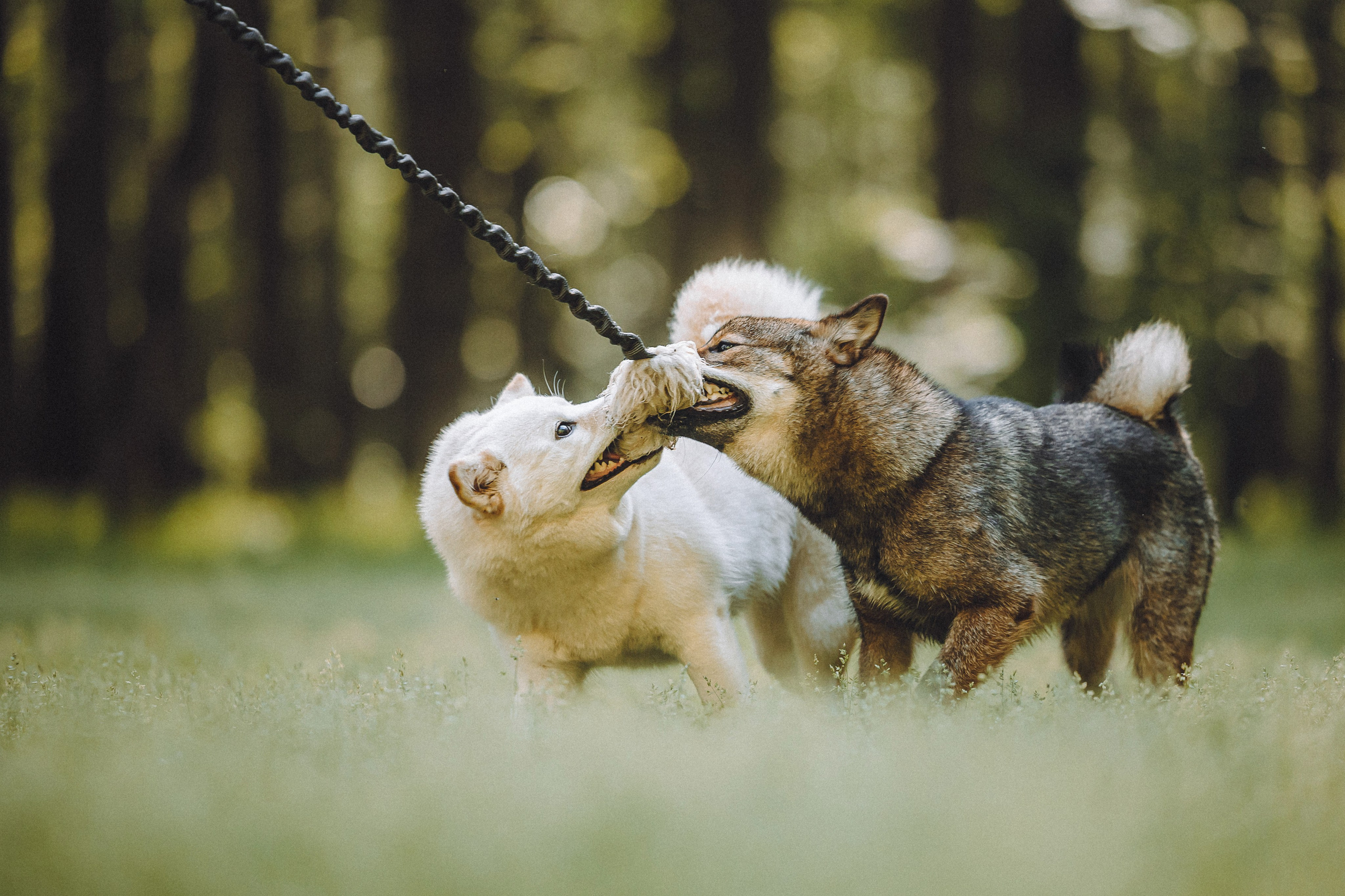 Шед, Цири, Чиби, Цера и их семья