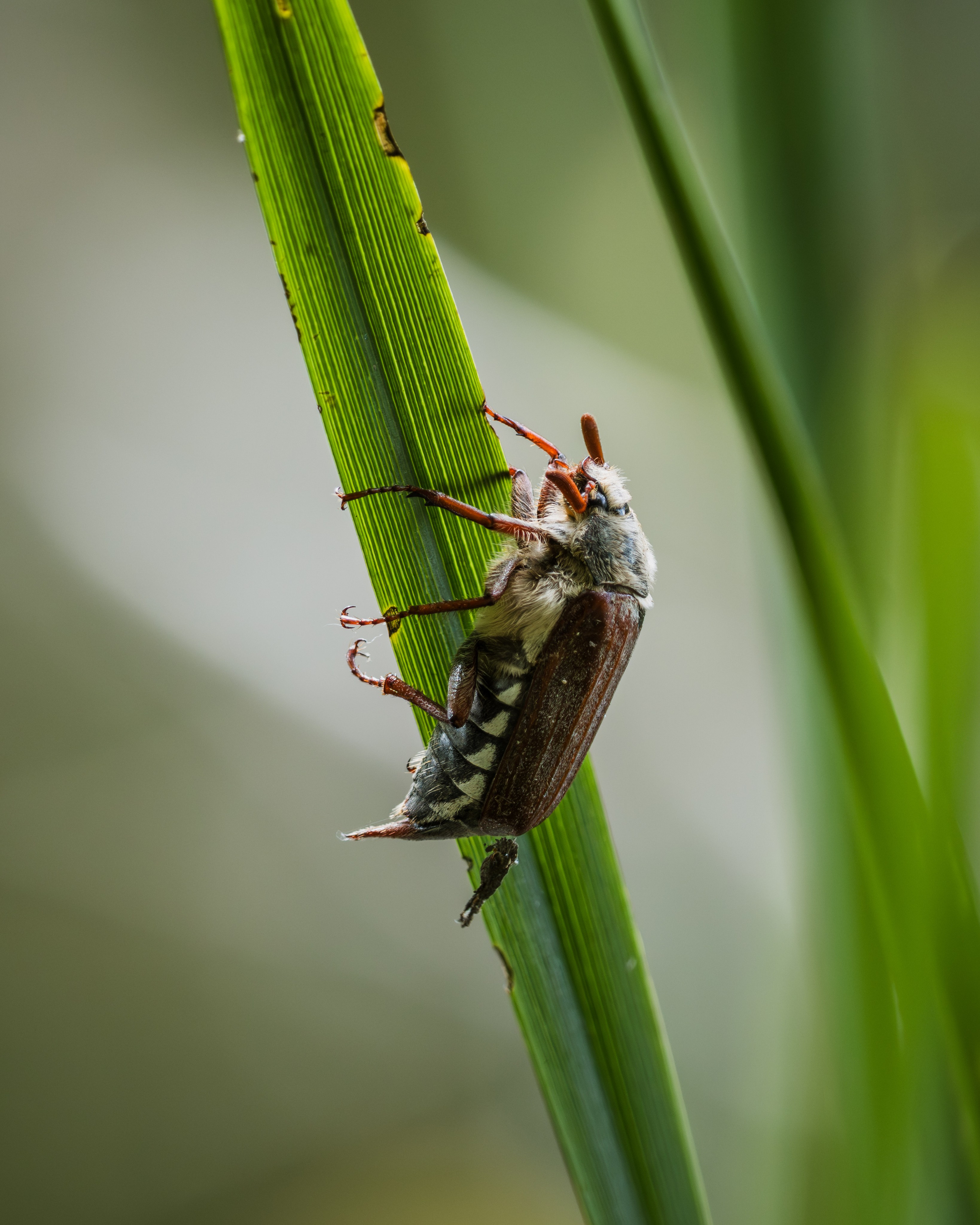 Voronezh 2025. Anton Chernov | Wildlife photographer