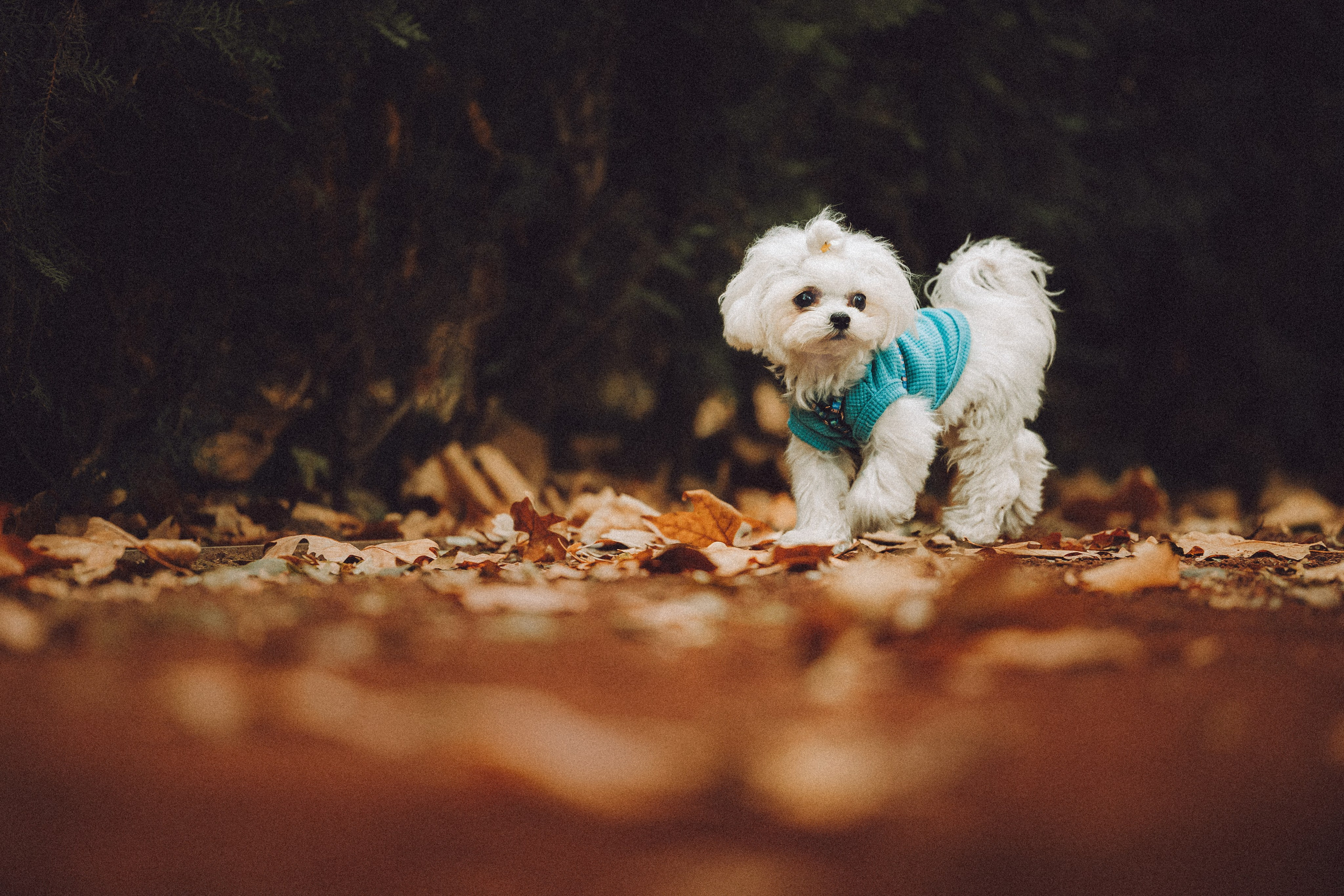 Настя и Гоша