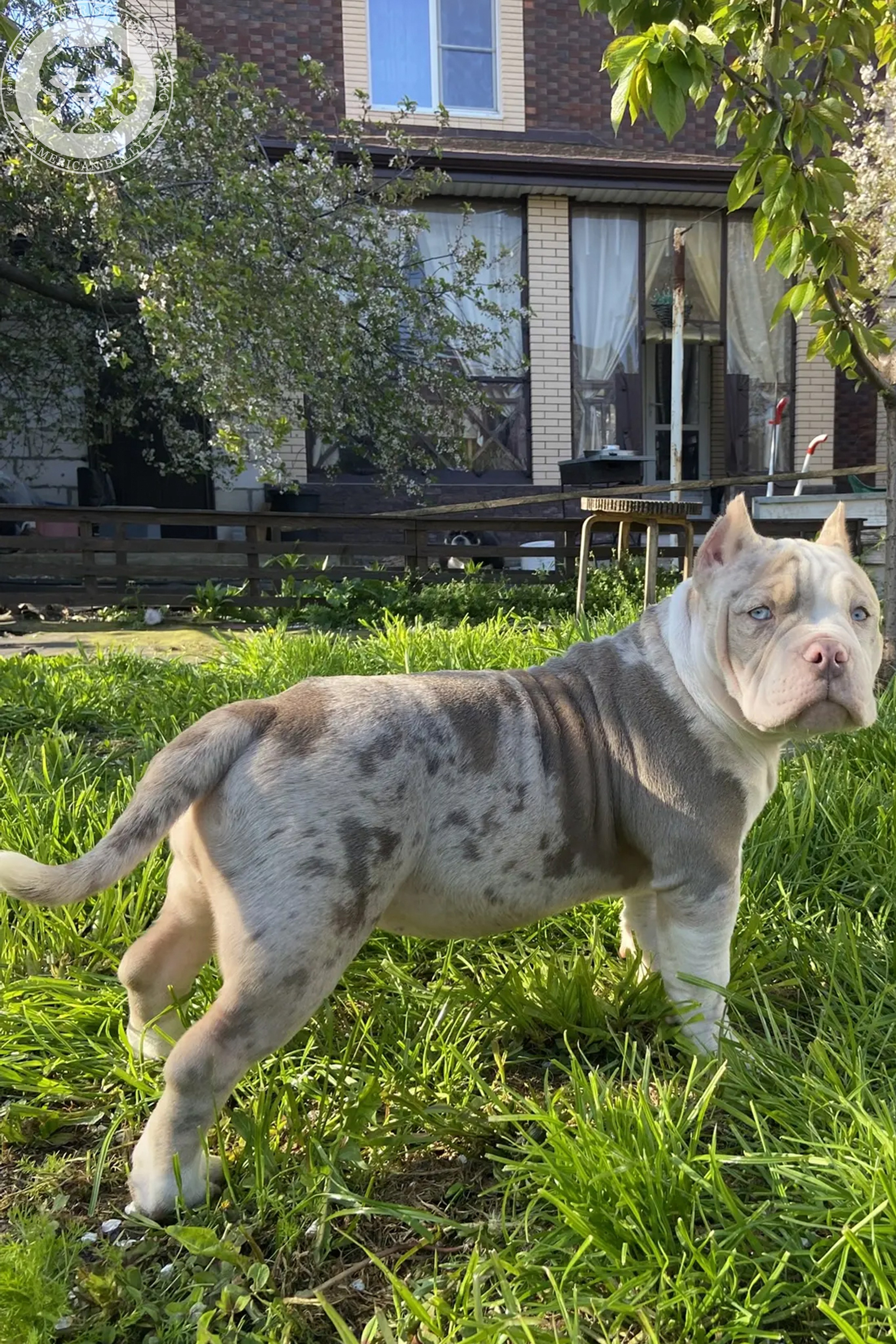 Свободные щенки Американский Булли, в типах покет, классик, стандарт. Американский Булли в г. Ростов-на-Дону. Питомник THE POWER OF SIBERIA