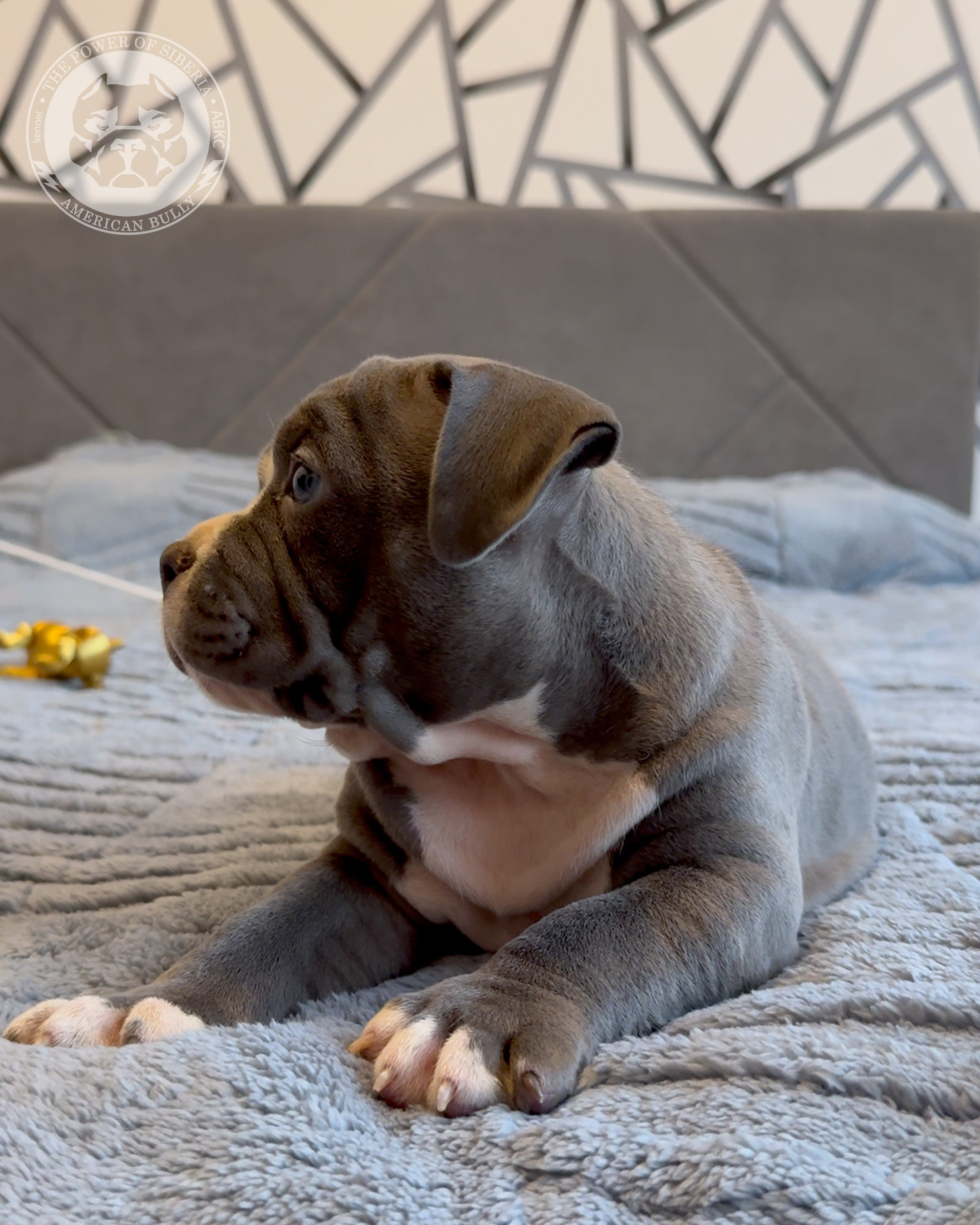 Свободные щенки Американский Булли, в типах покет, классик, стандарт. Американский Булли в г. Ростов-на-Дону. Питомник THE POWER OF SIBERIA