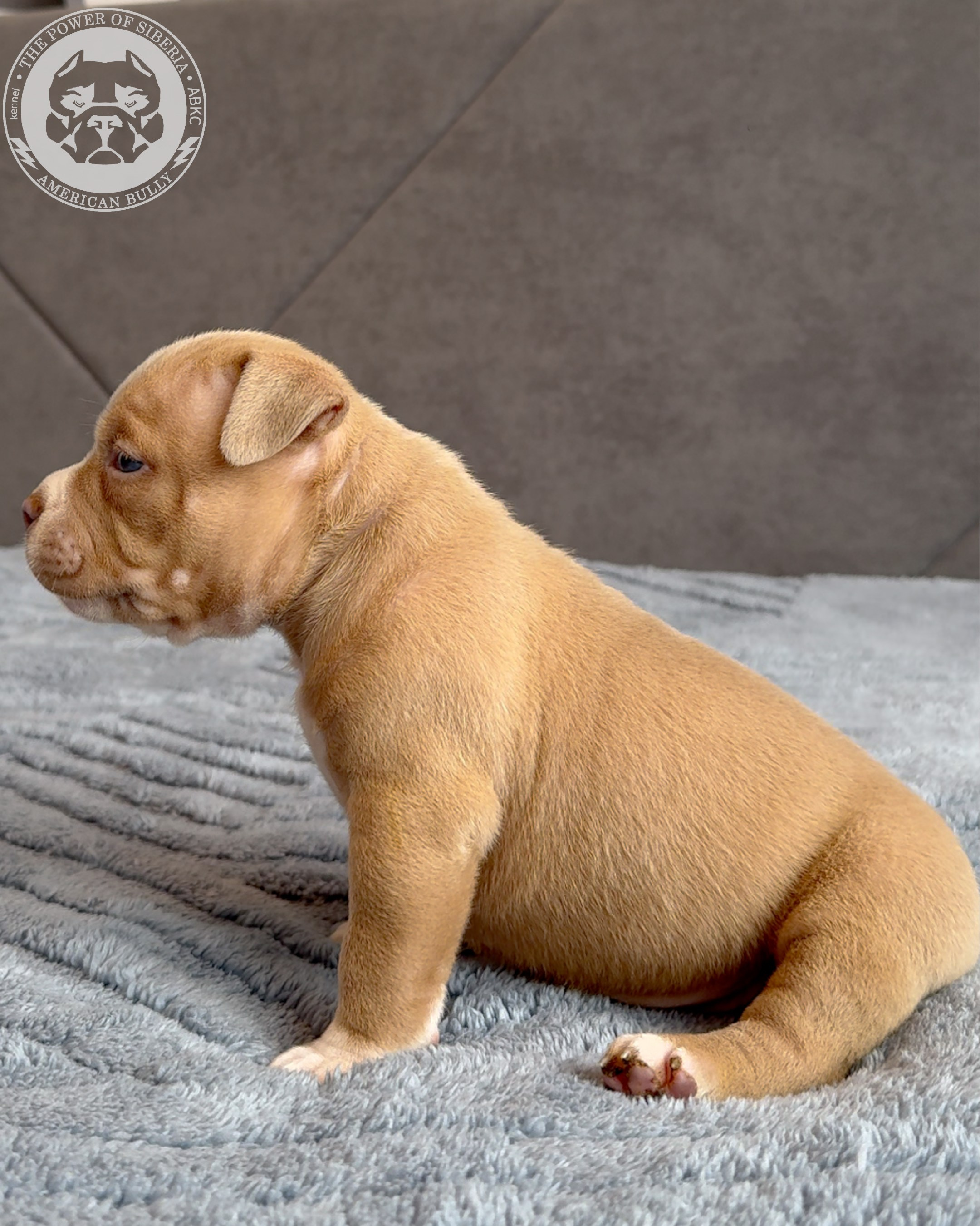 Свободные щенки Американский Булли стандарт и Свободные щенки Американский Булли классик. Американский Булли в г. Ростов-на-Дону. Питомник THE POWER OF SIBERIA