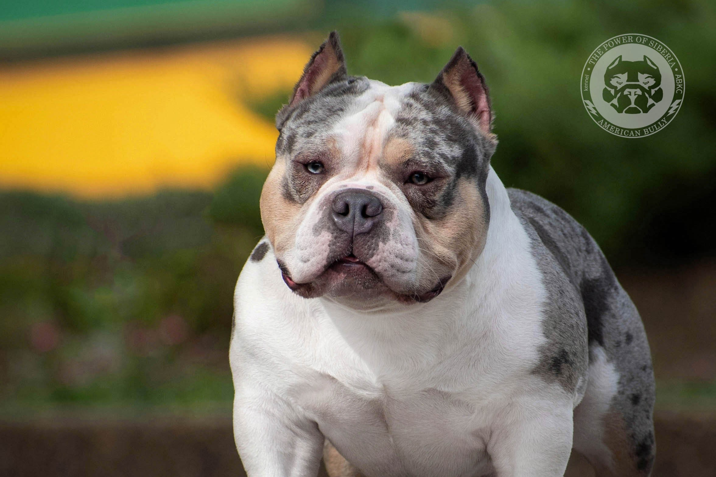 Августовские фотографии Каспера. Американский Булли в г. Ростов-на-Дону. Питомник THE POWER OF SIBERIA