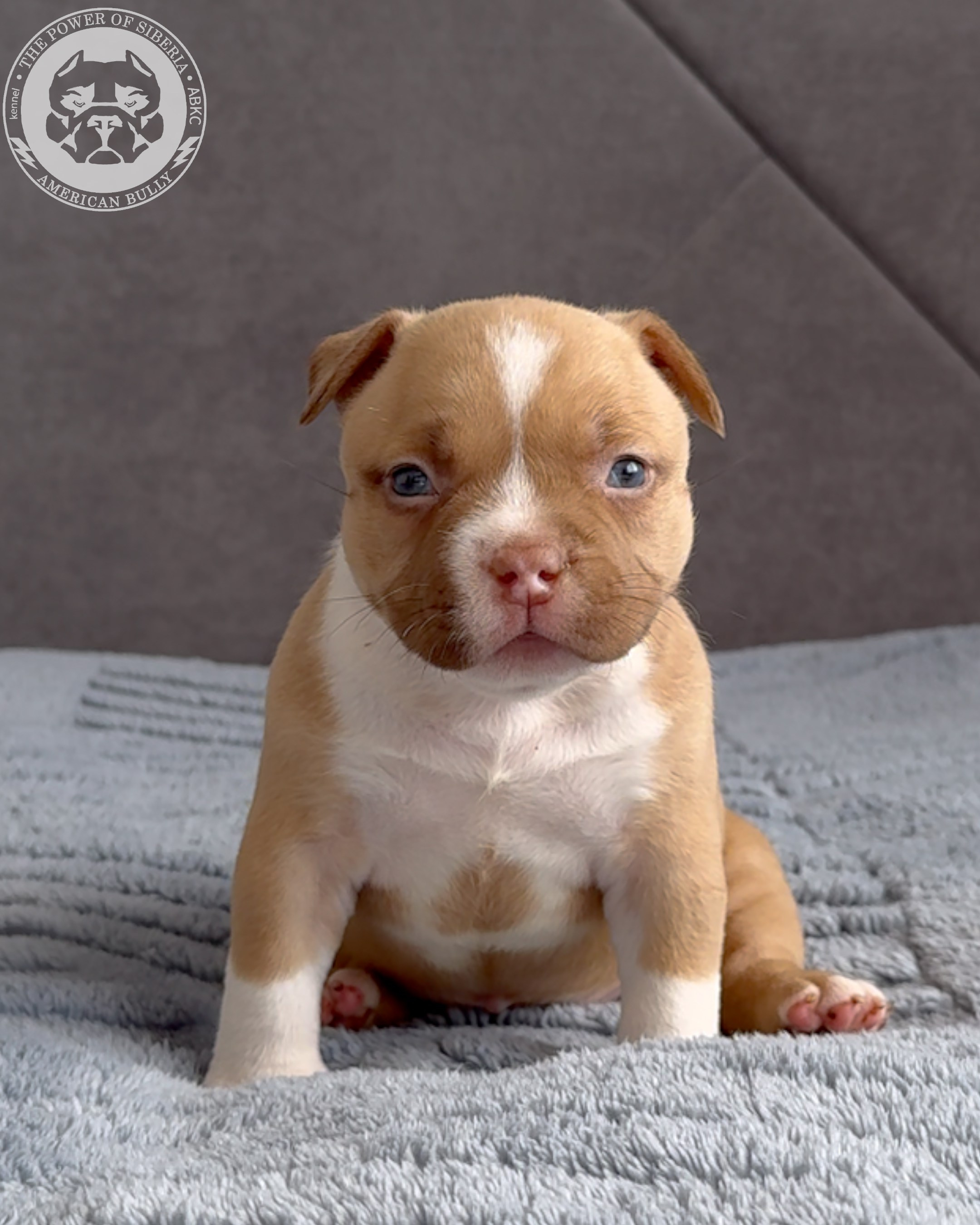 21.02.26-Мила-Турук. Американский Булли в г. Ростов-на-Дону. Питомник THE POWER OF SIBERIA