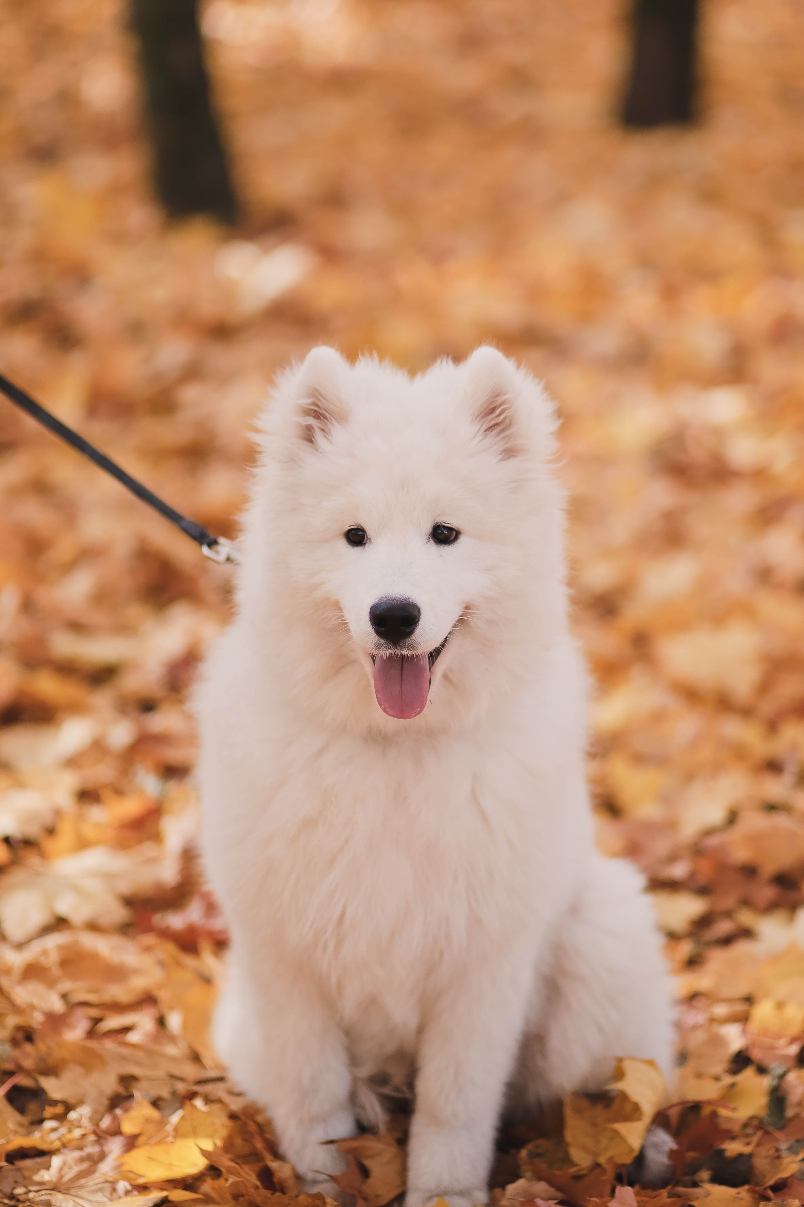 Марина и Малыш. Свадебный, семейный и детский фотограф в Люберцах Зайцева Анастасия