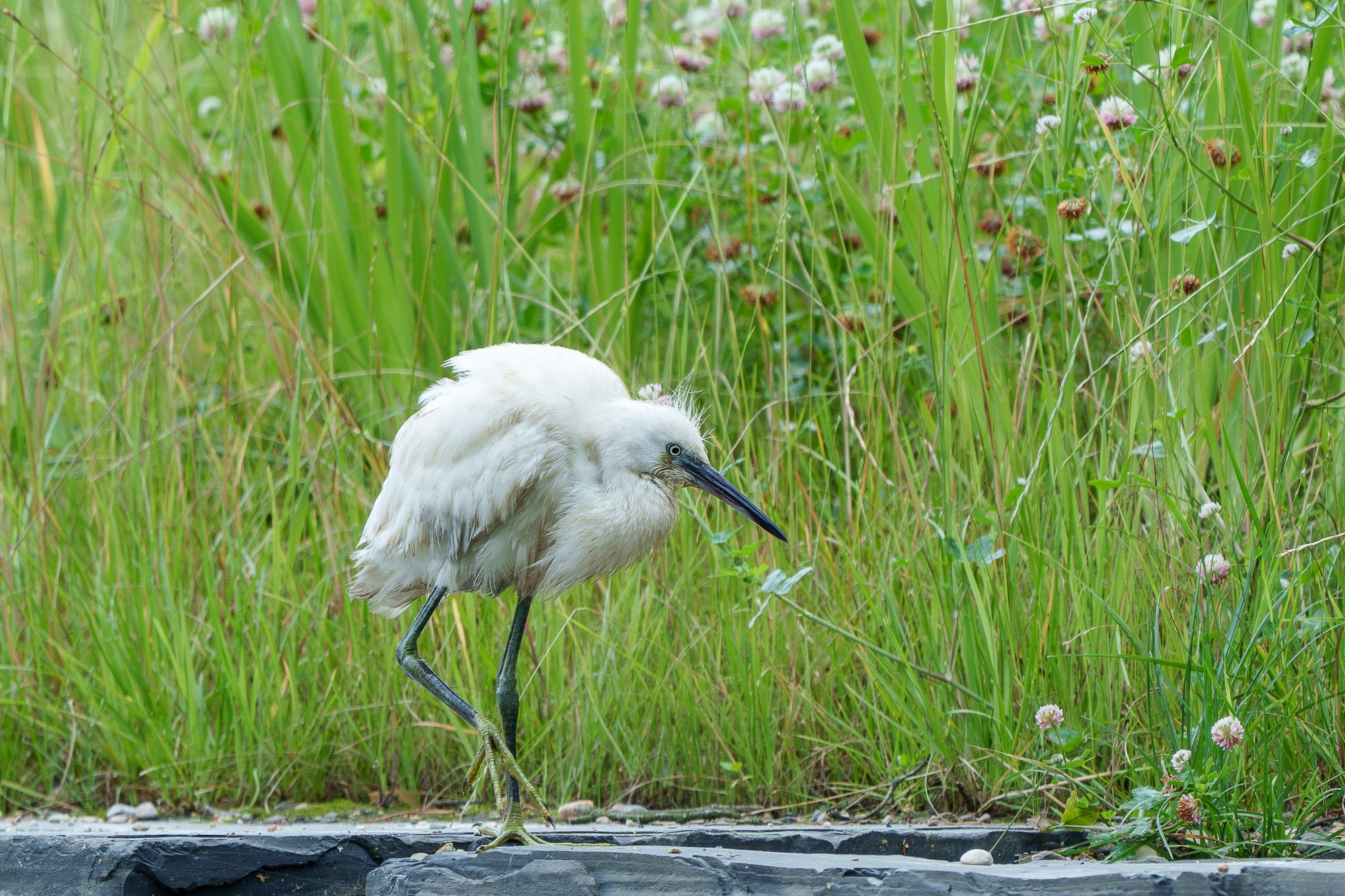 Удивительные мир птиц. Вокруг нас столько прекрасного — присмотритесь!. Ваш личный фотограф Марина Волкова