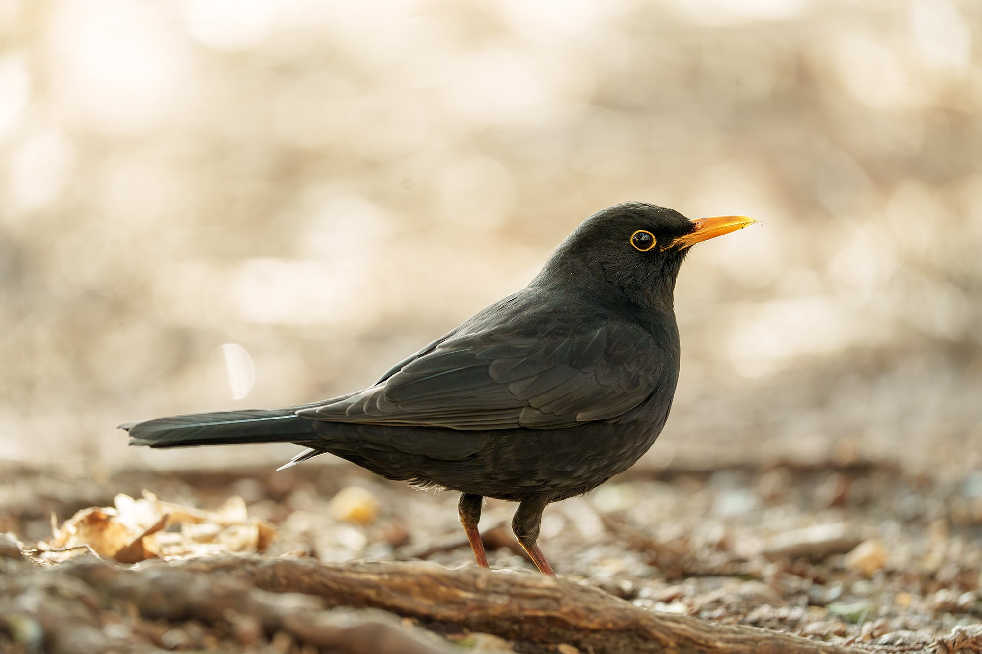 Удивительные мир птиц. Вокруг нас столько прекрасного — присмотритесь!. Ваш личный фотограф Марина Волкова