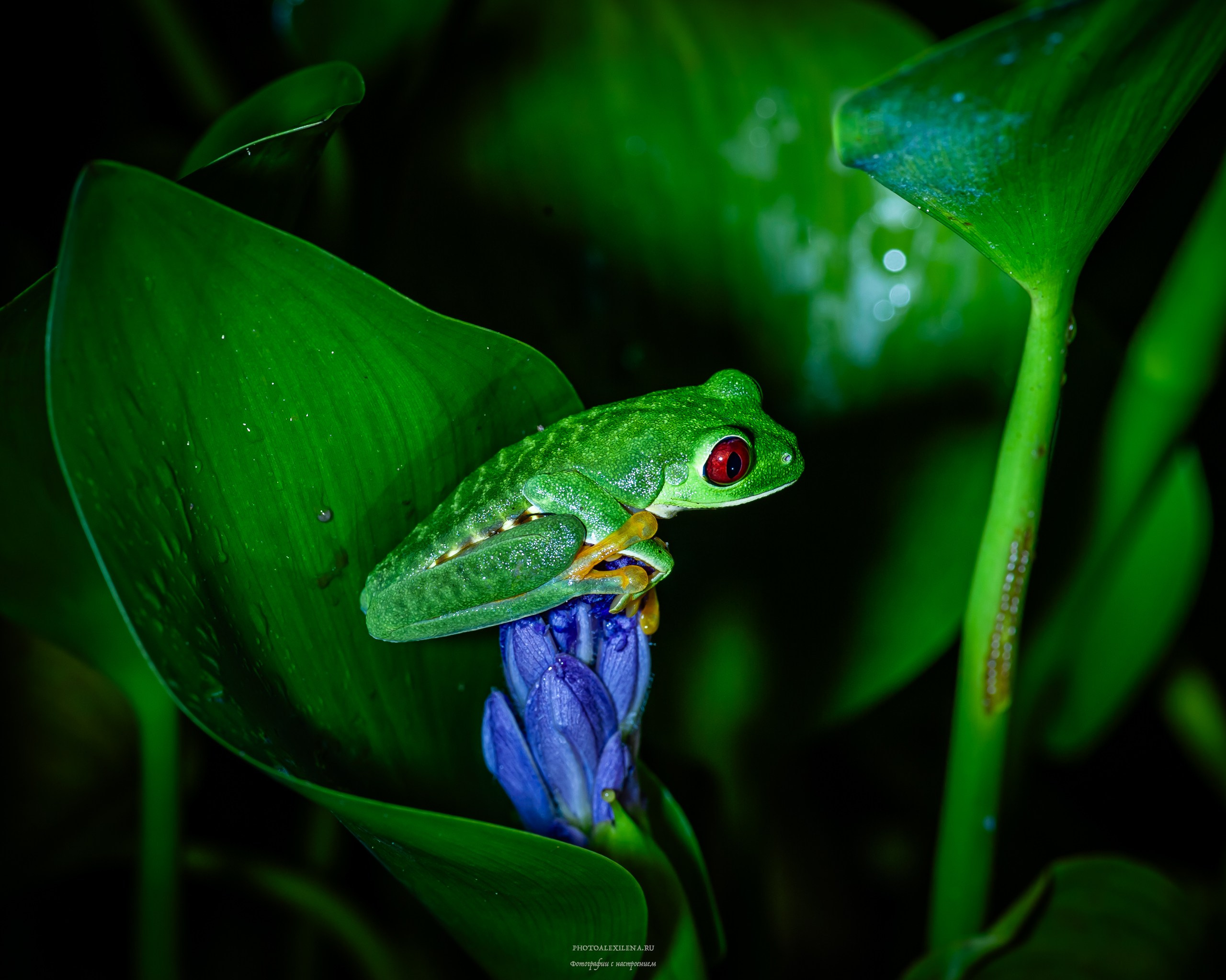 Все оттенки зелёного. Авторские стильные фотокартины