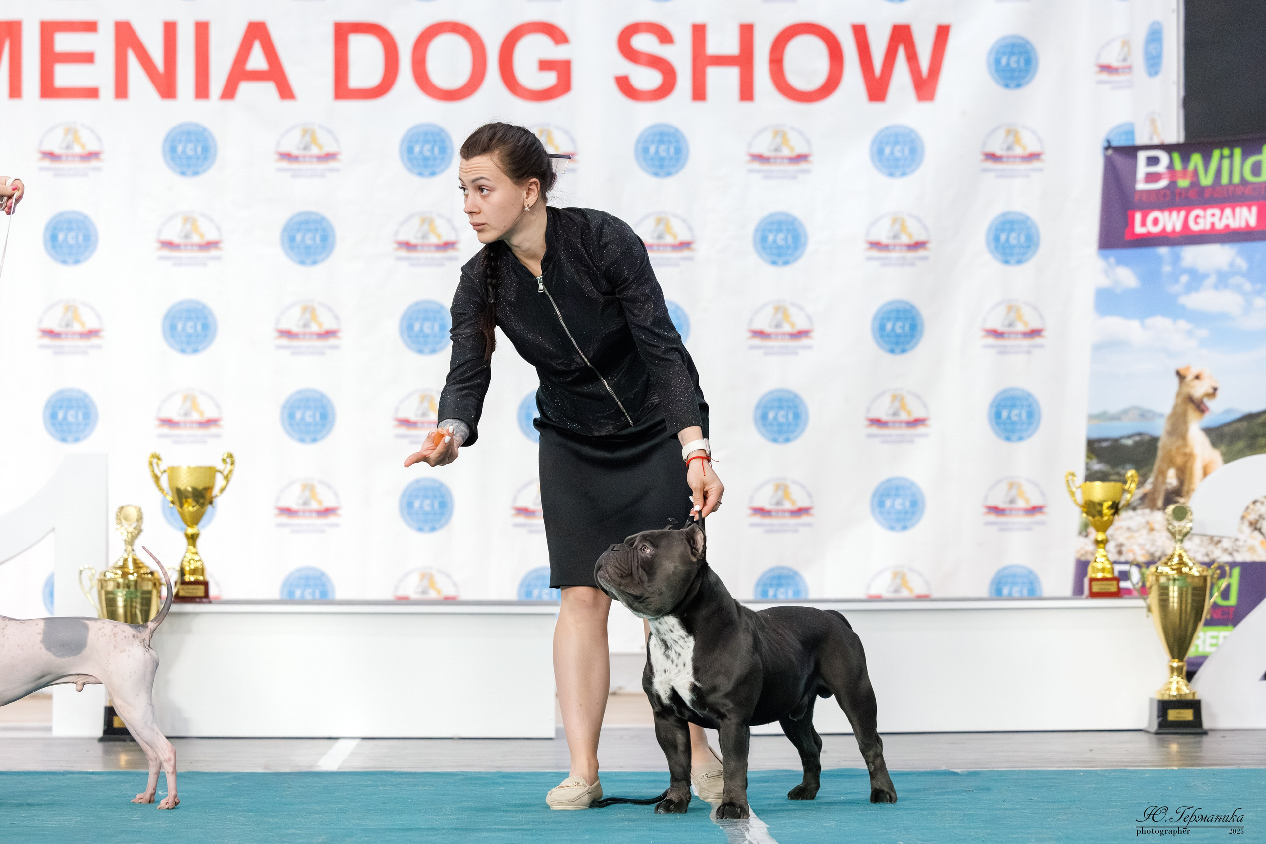 Ереван 2х CACIB 29-30.04.2025. Фотограф-анималист Юлия Германика