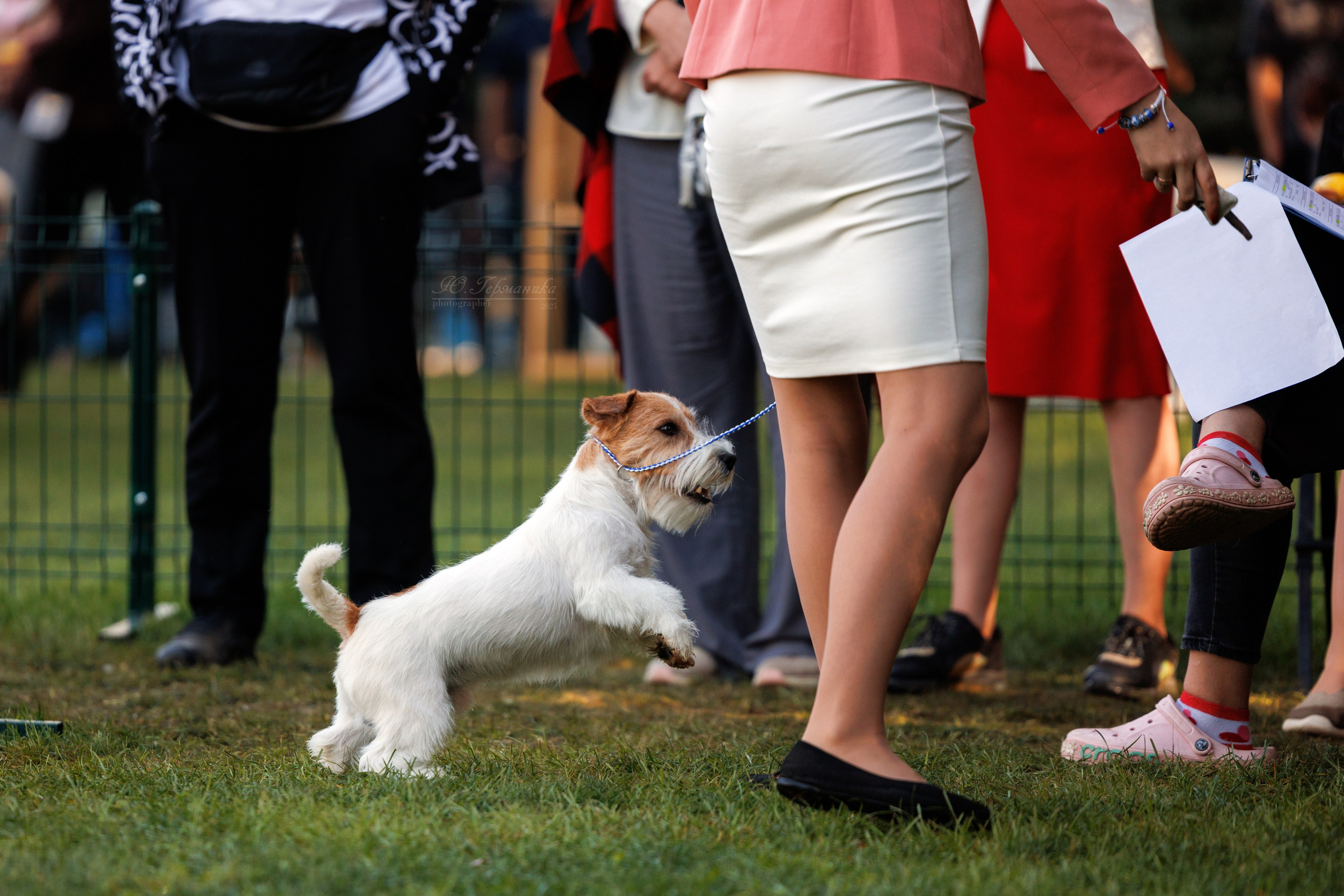 Бишкек 3х CACIB 26-28.09.2025. Фотограф-анималист Юлия Германика