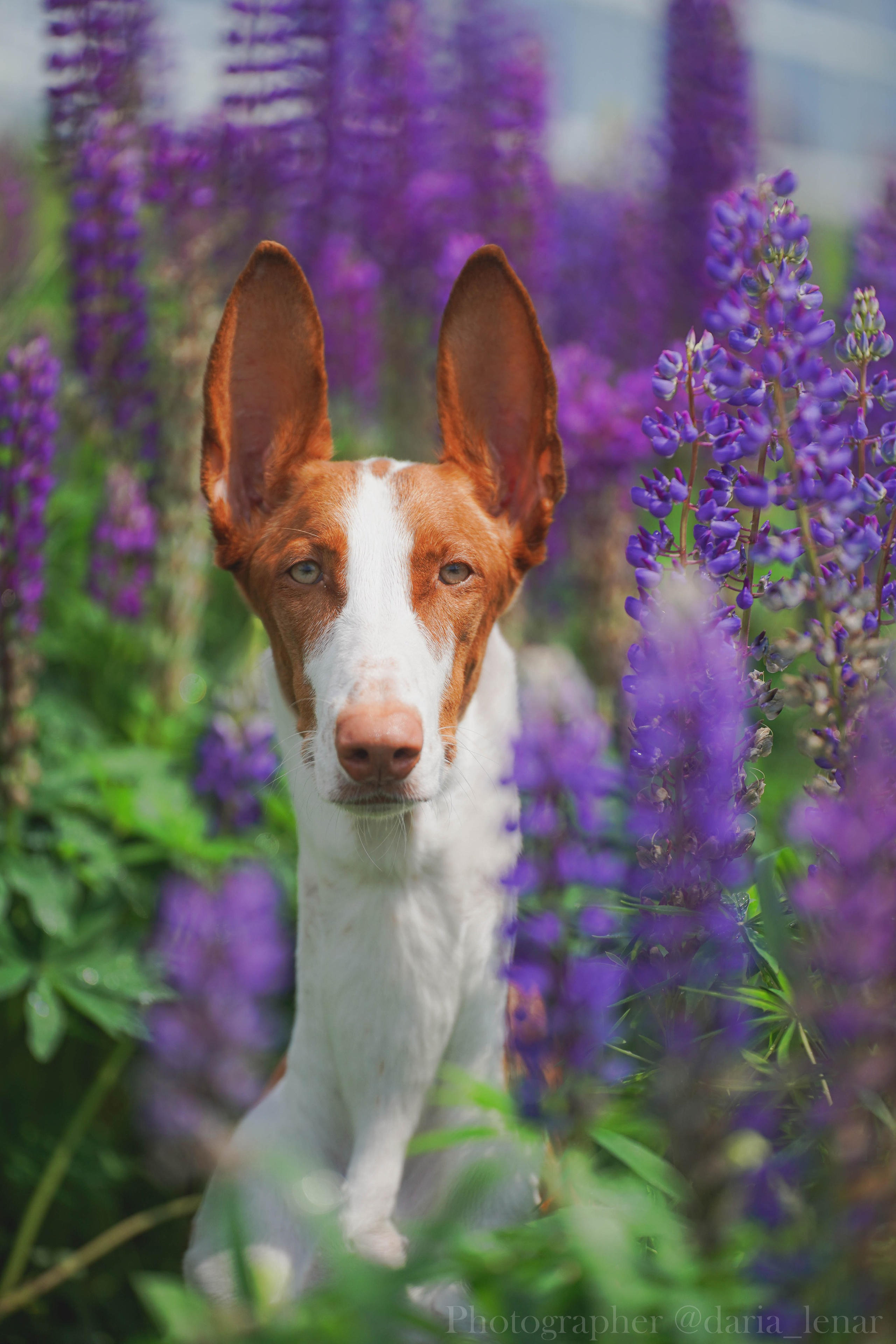 Выставки собак. Фотограф в Москве Ленарская Дарья