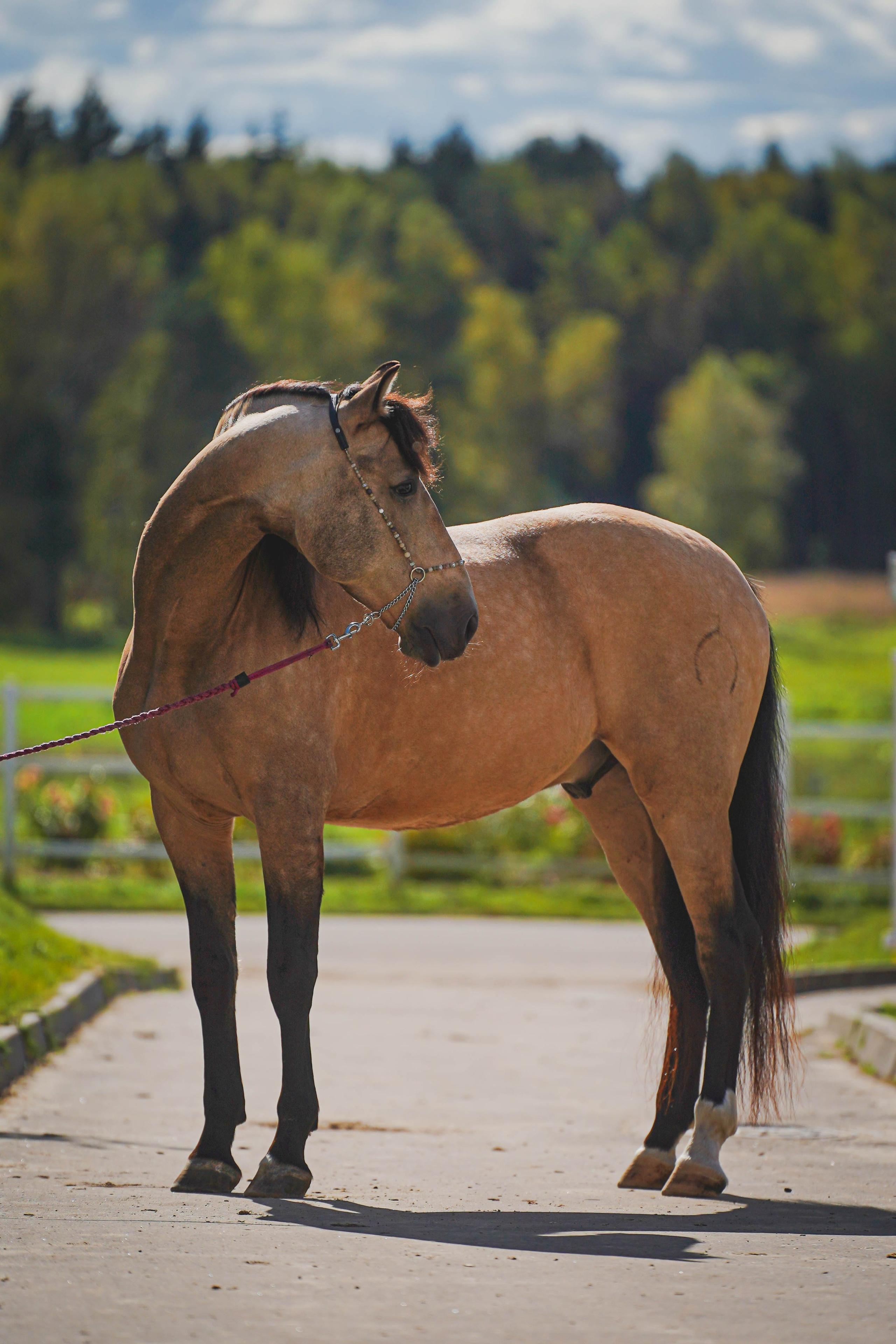 Экстерьер и спорт. Фотограф в Москве Ленарская Дарья