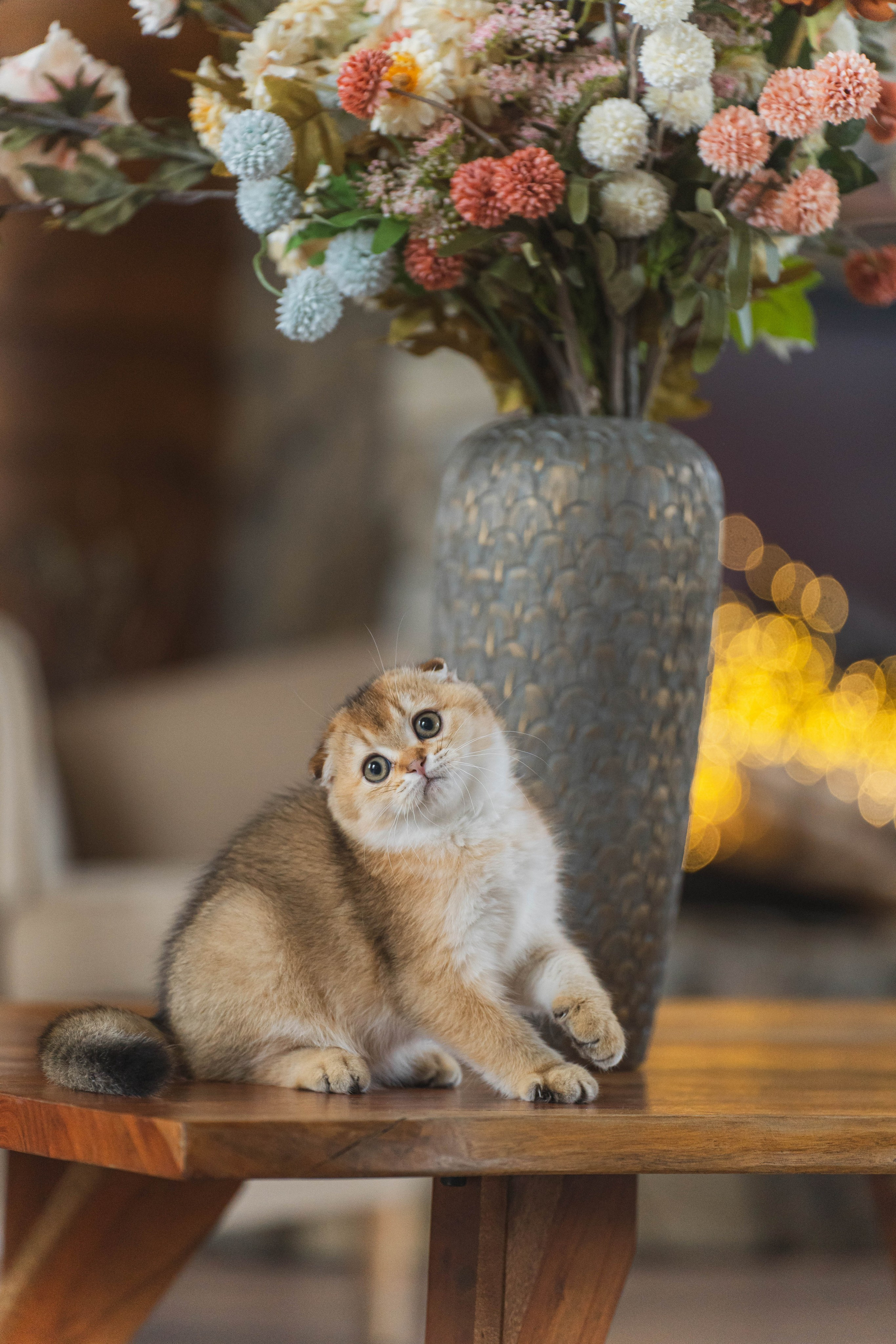 Питомник Шотландских кошек. Фотограф в Москве Ленарская Дарья