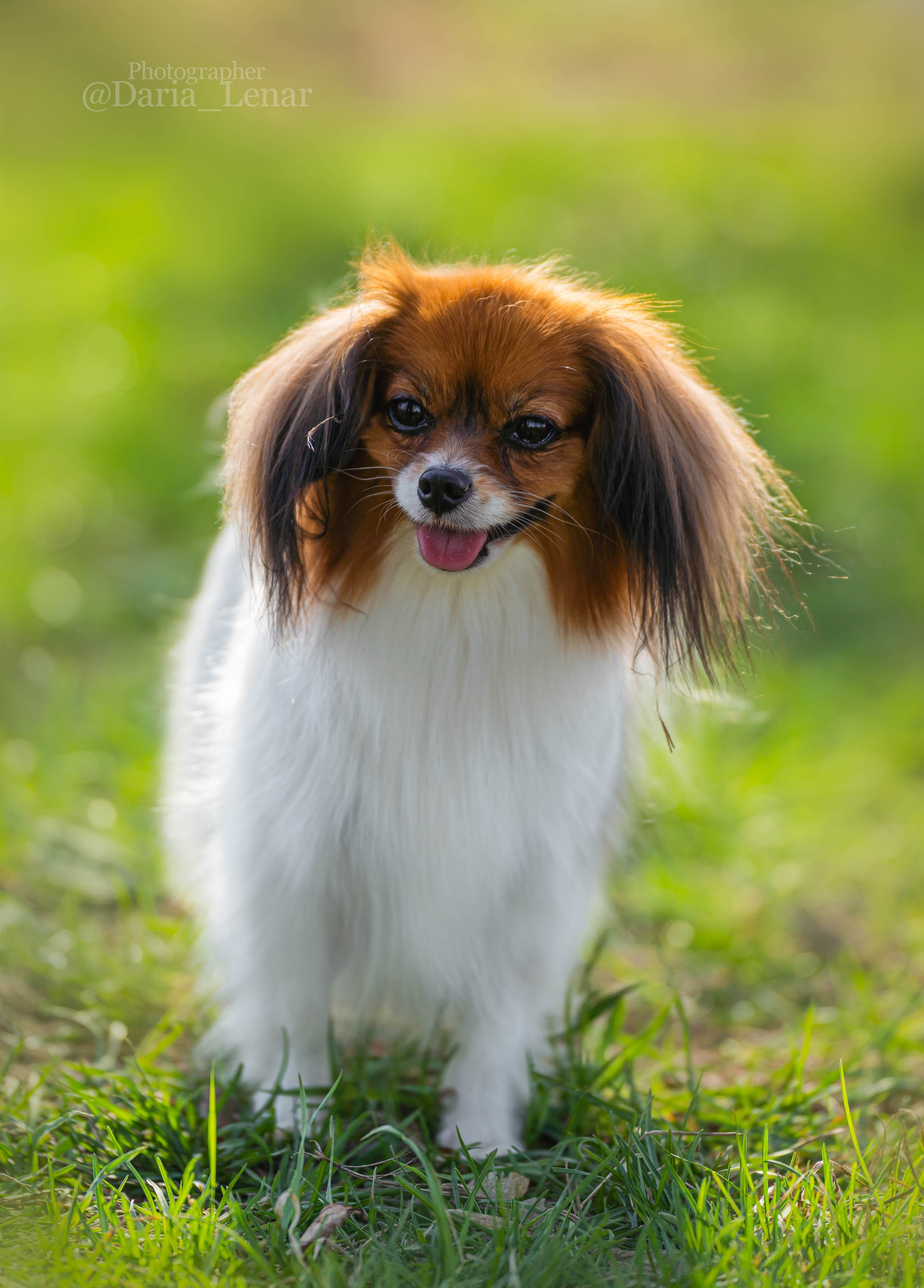 Выставки собак. Фотограф в Москве Ленарская Дарья