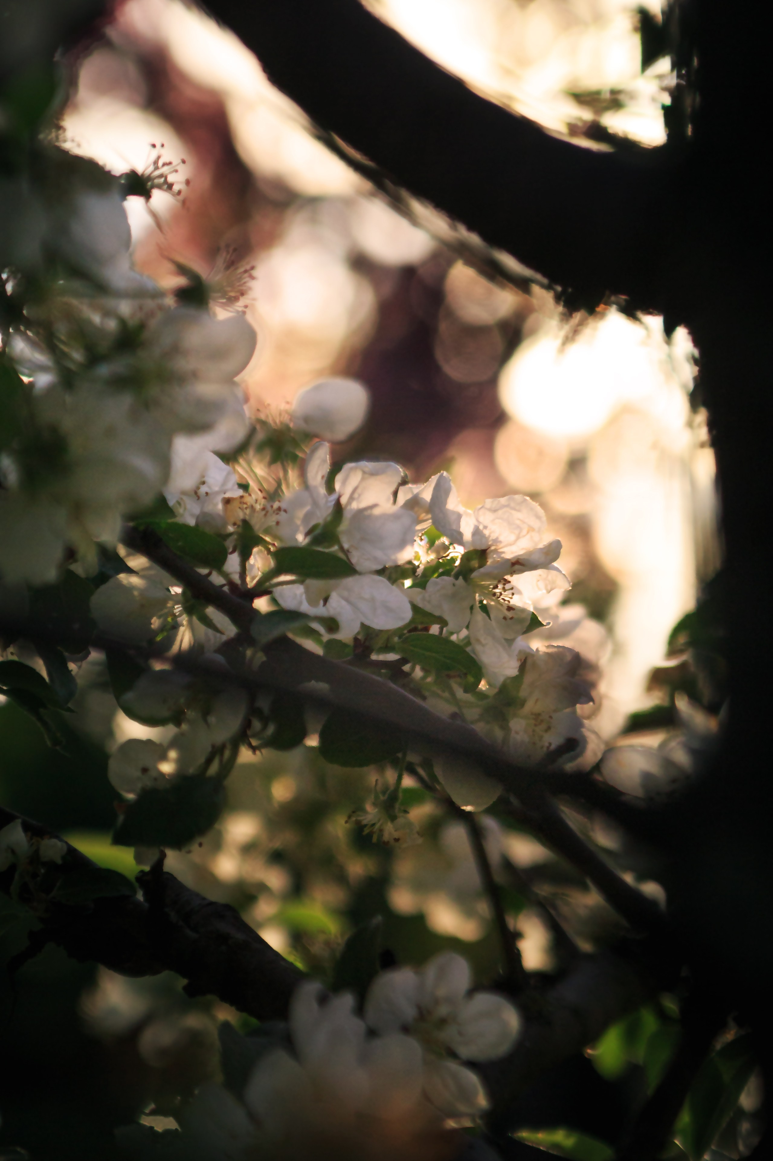 Весна. Катя Цвет