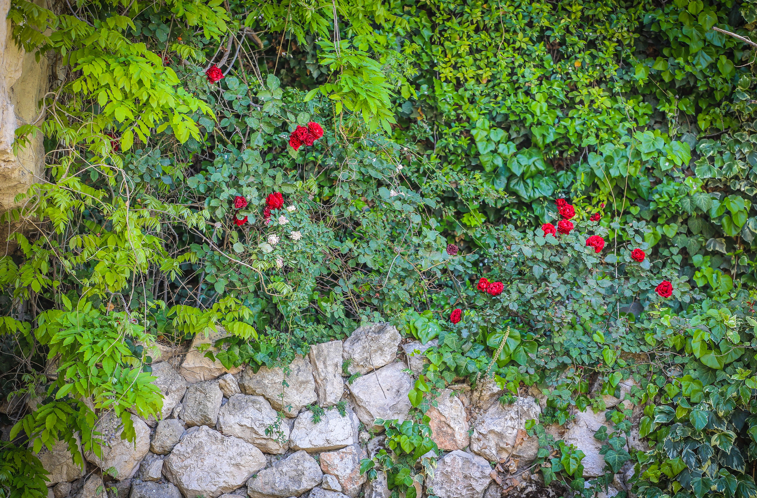 Израиль: Иерусалим. Дарья Письменюк / Darya Leitstern — фотограф, музыкант, журналист, путешественник