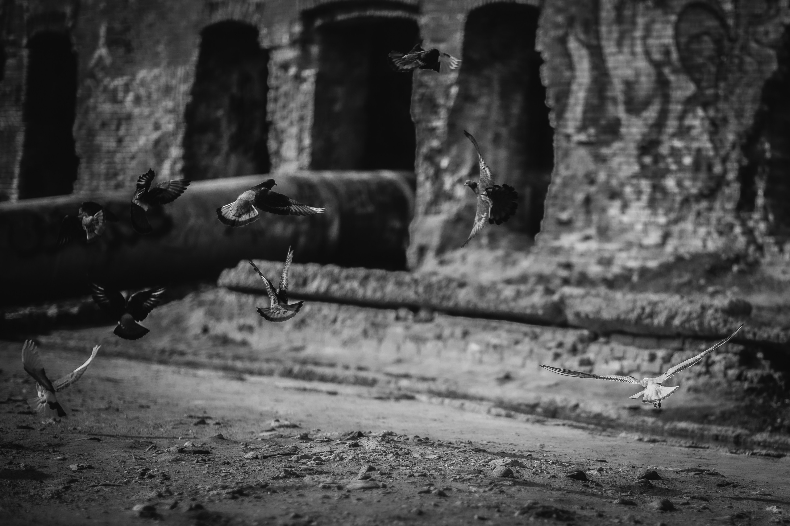 Животные. Фотограф в Ростове-на-Дону Ника Обида