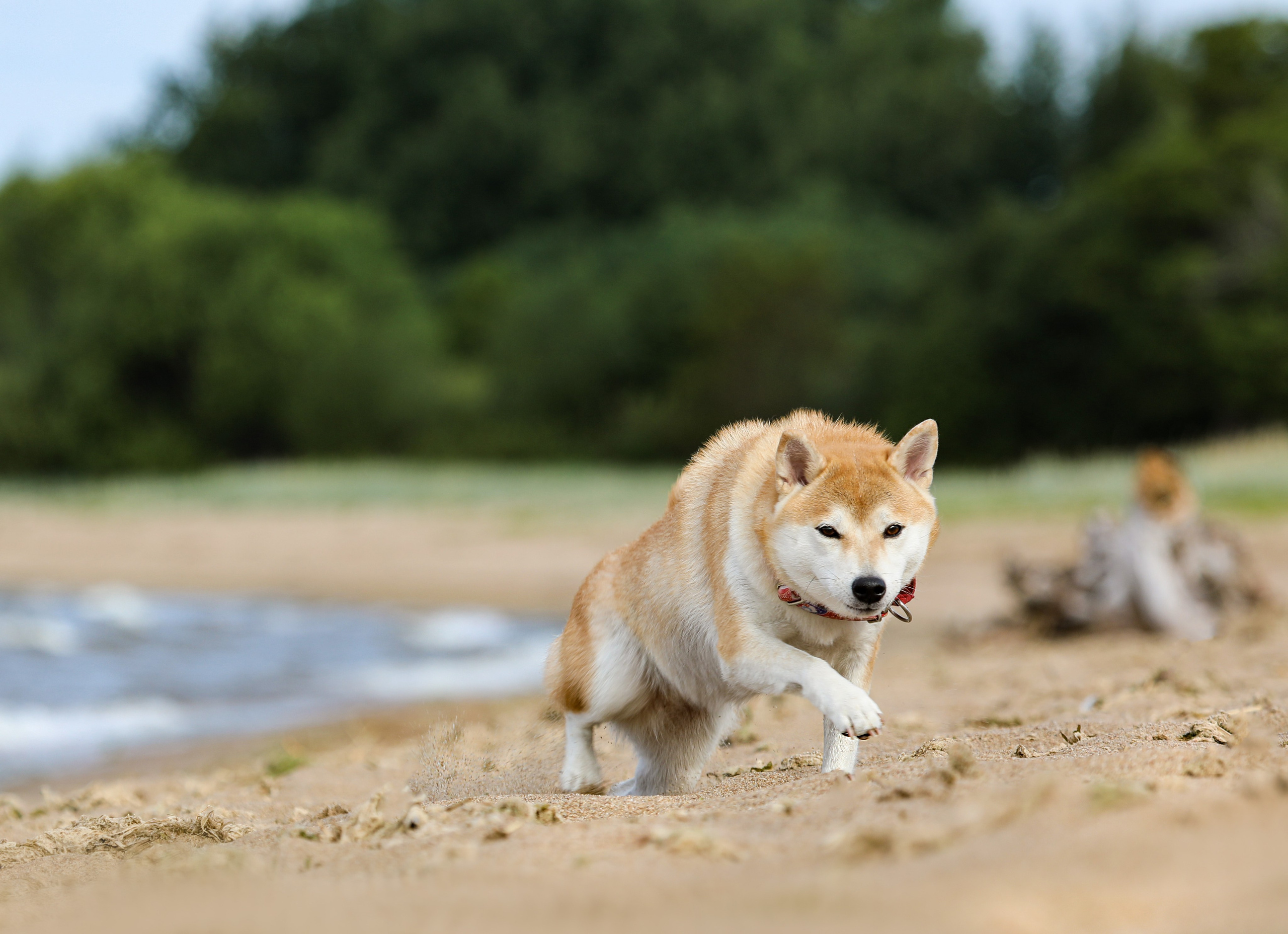 Прогулочные фотосъёмки Финский залив. Фотограф-анималист Павлова Любовь