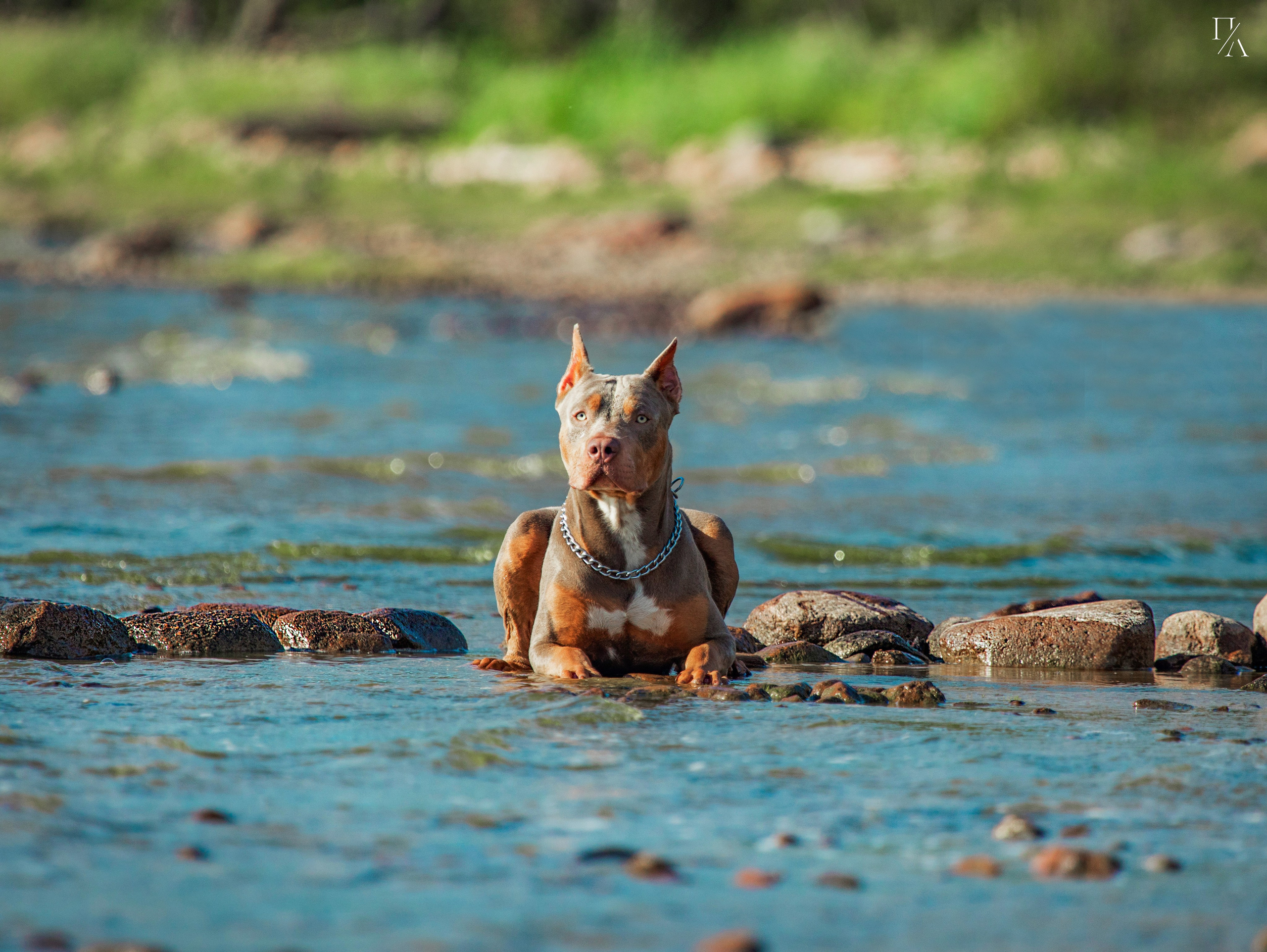 Прогулочные фотосъёмки Финский залив. Фотограф-анималист Павлова Любовь