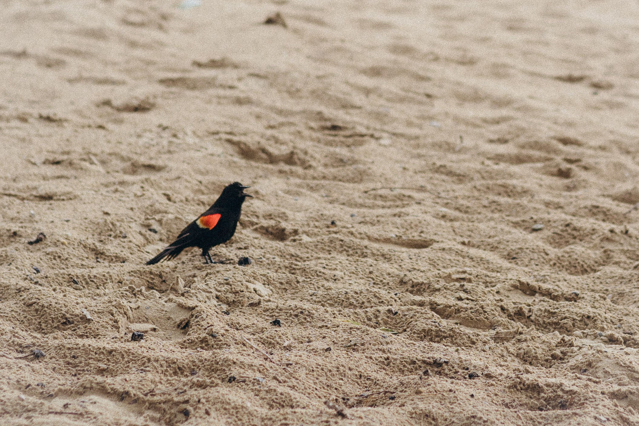 Anastasia & Dakota. Natalia Finch Photography — Family, Kids & Pet Photographer in Chicago, IL