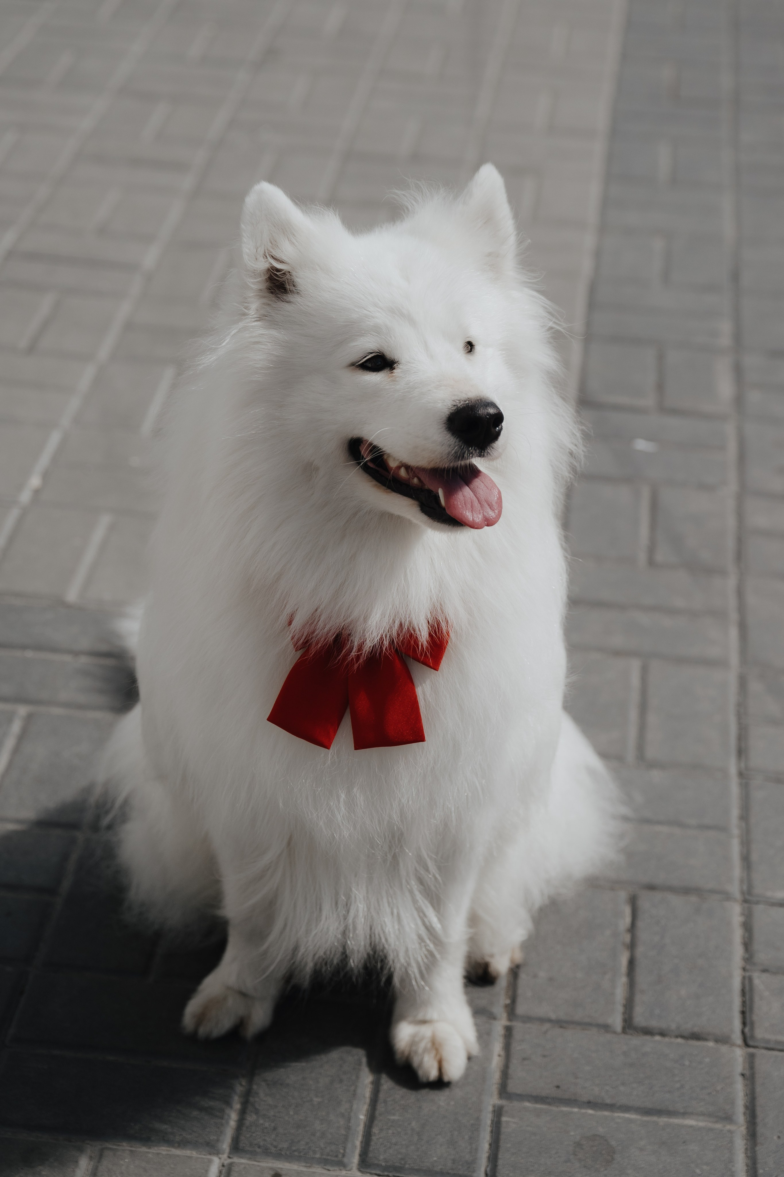 Альфа банк Карла Маркса 55. Фотограф Кристина Тумаева. Самоед Новосибирск