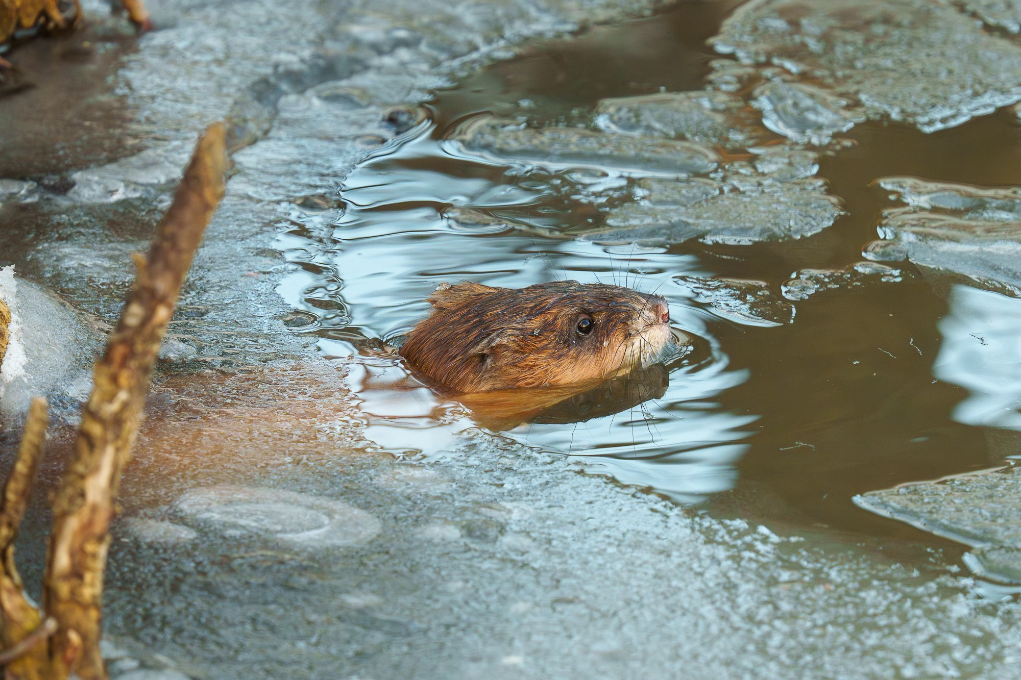 Животные. Ваш личный фотограф Марина Волкова