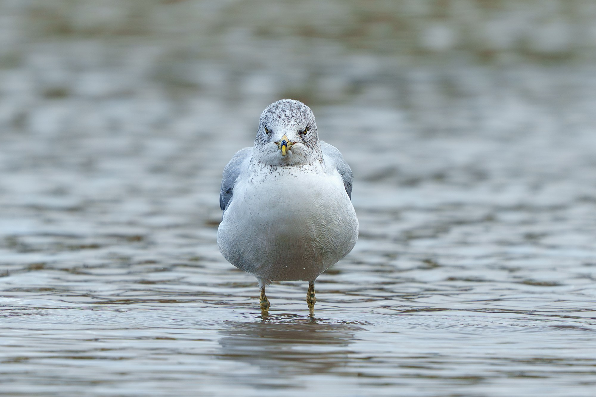 Удивительные мир птиц. Вокруг нас столько прекрасного — присмотритесь!. Ваш личный фотограф Марина Волкова