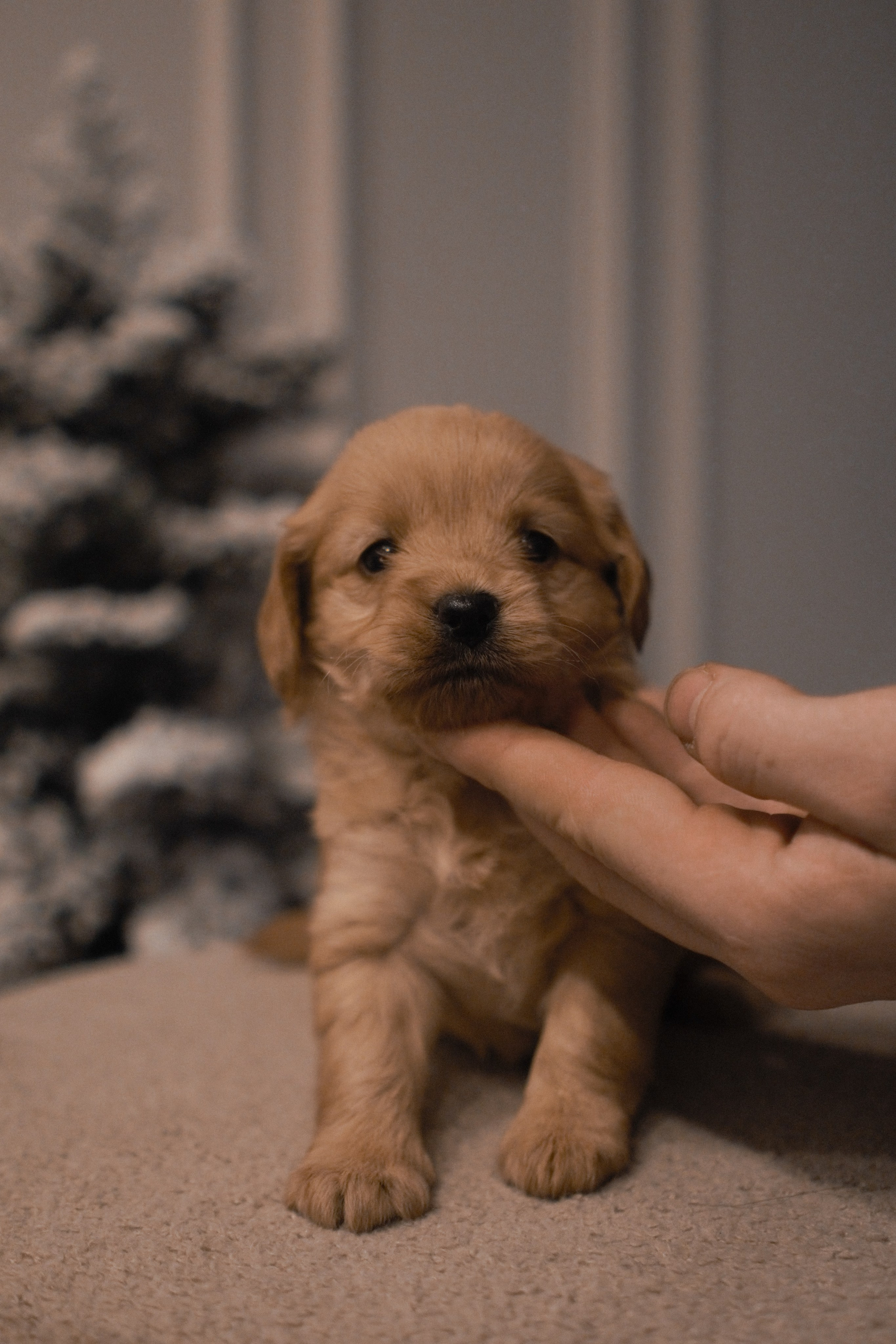 Щенки. Заводчик Labradoodle в Санкт-Петербурге — Костылева Ульяна