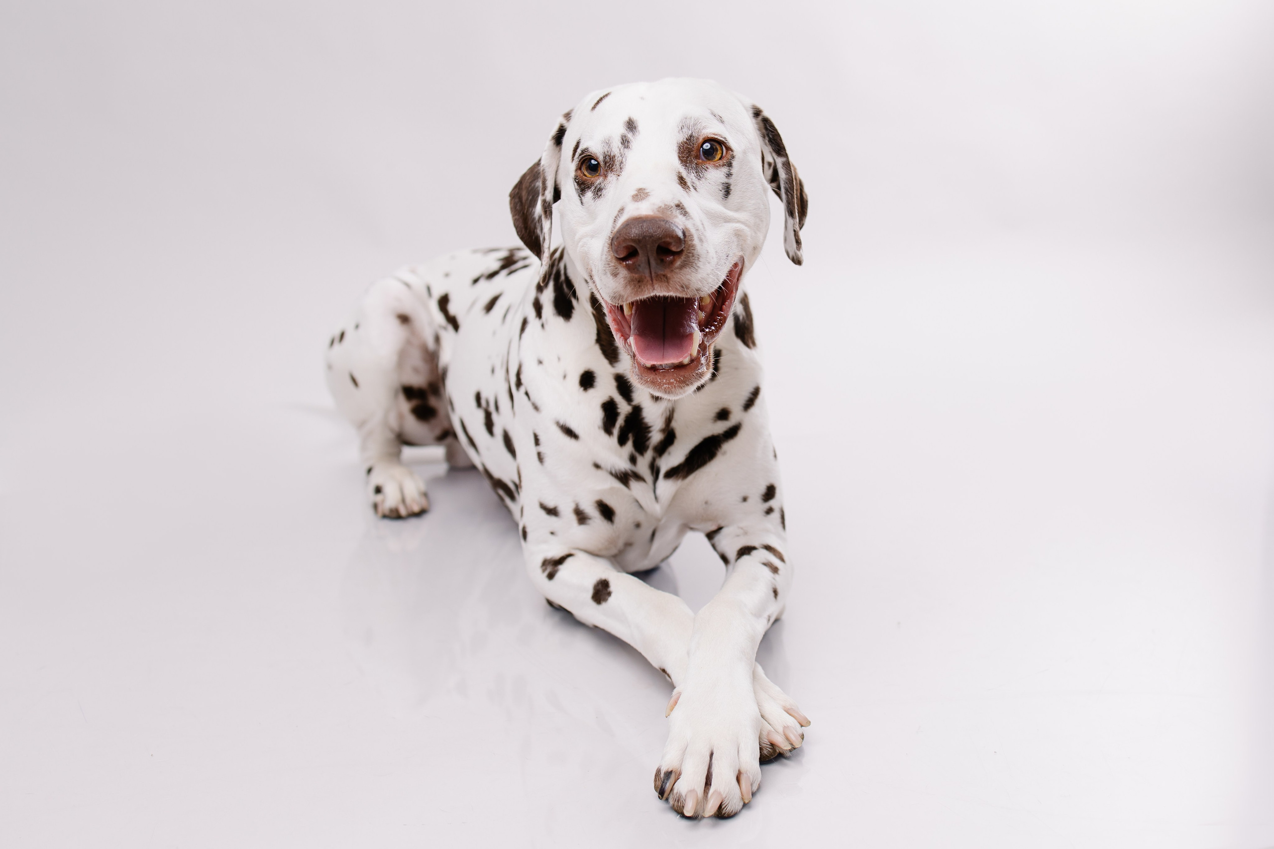 Hundeportfolio | Hundefotograf München & Ismaning