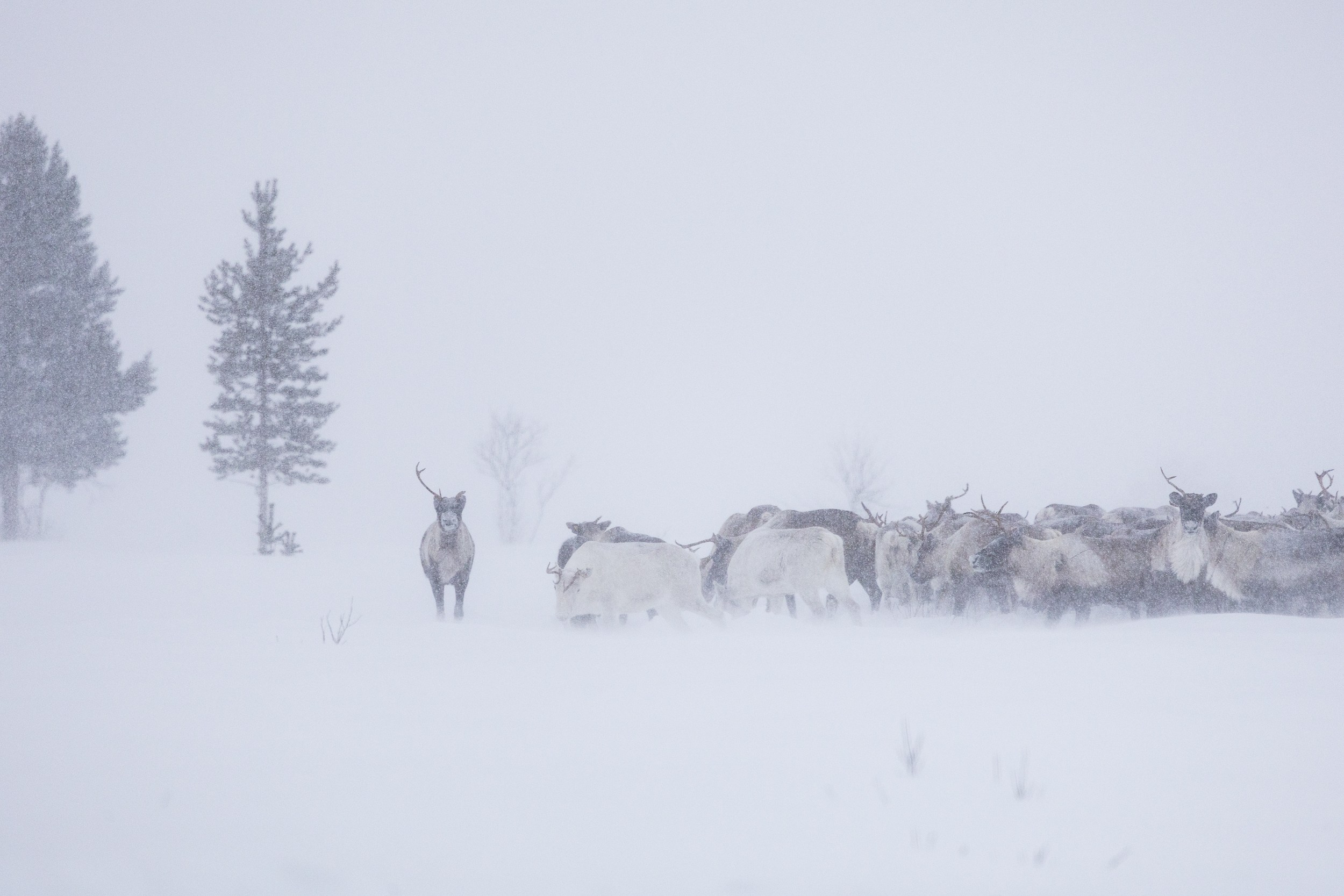 Ловозеро. Оленеводы. Алиса Северная. Визуальные исследования. Пейзажная и документальная фотография